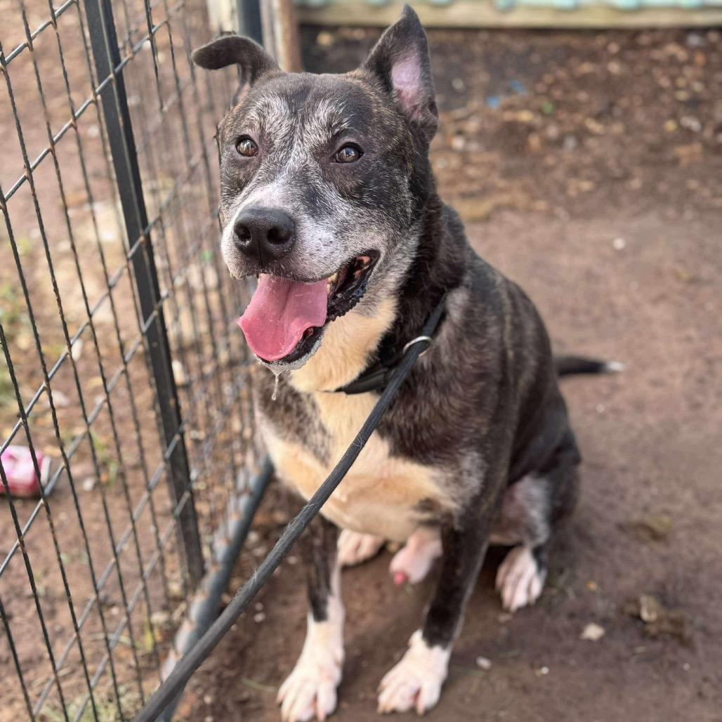 Rudolph, a Adoptable Akita in Lincoln, NB image 1/6
