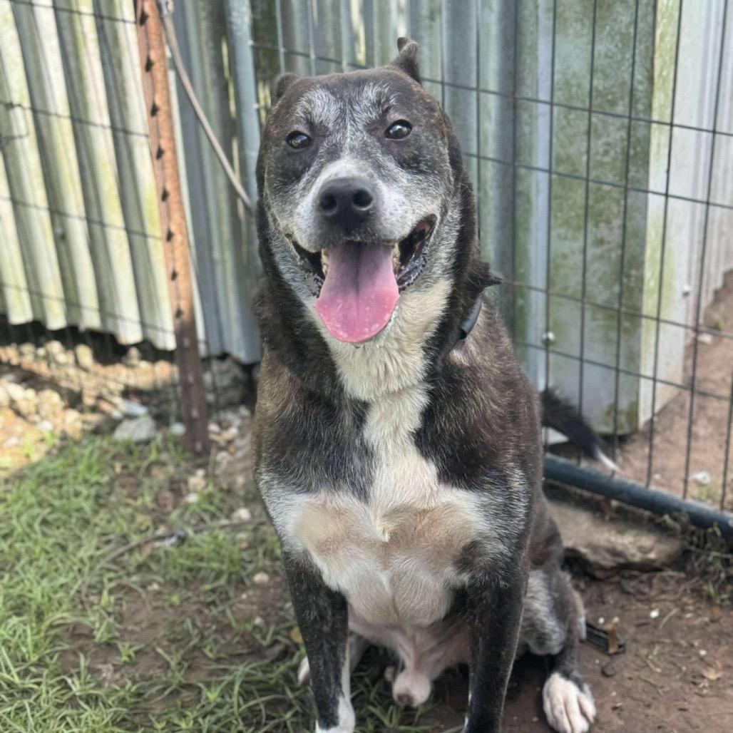 Rudolph, a Adoptable Akita in Lincoln, NB image 4/6