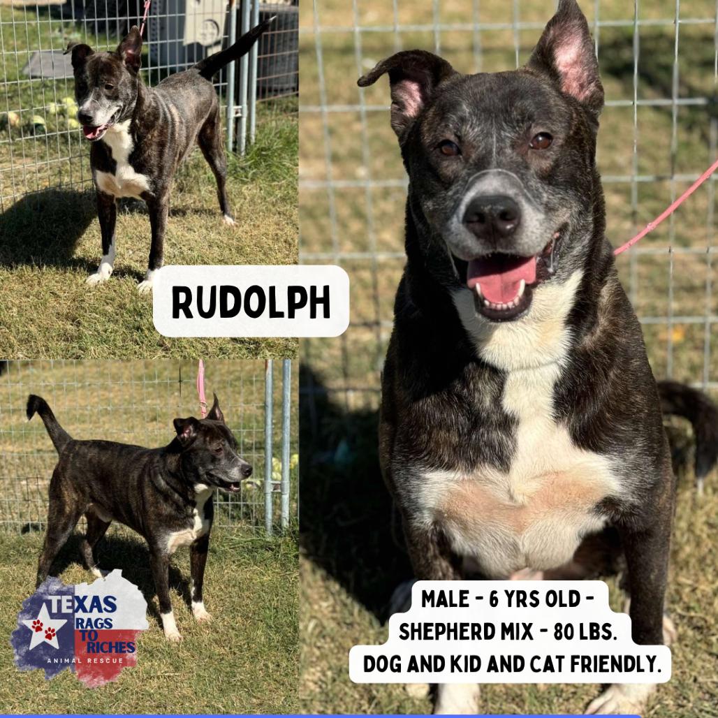 Rudolph, a Adoptable Akita in Lincoln, NB image 6/6