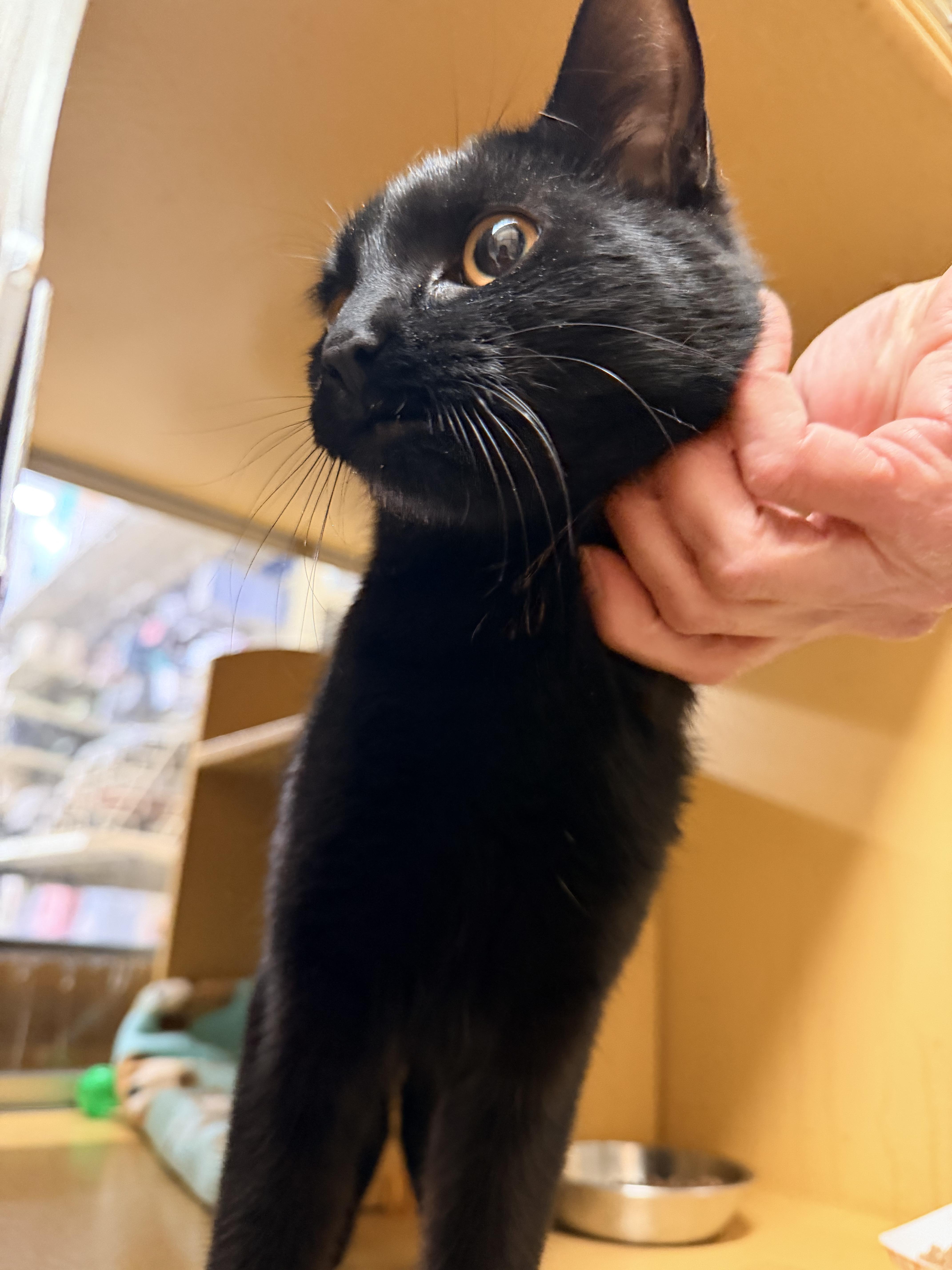 Enlarge Sapphire , a ADOPTABLE Domestic Short Hair in Cambridge, MA image 2/5