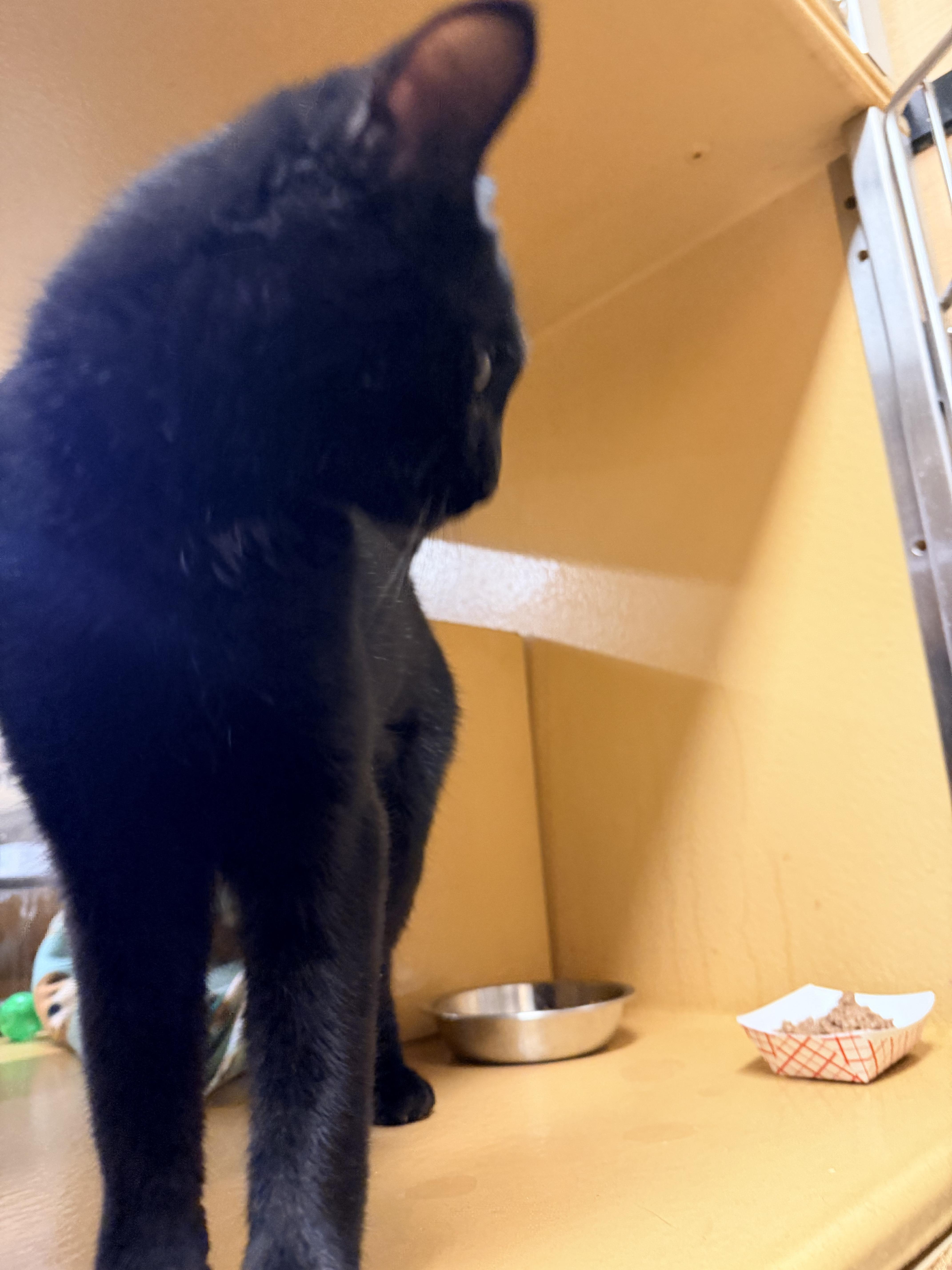 Enlarge Sapphire , a ADOPTABLE Domestic Short Hair in Cambridge, MA image 4/5