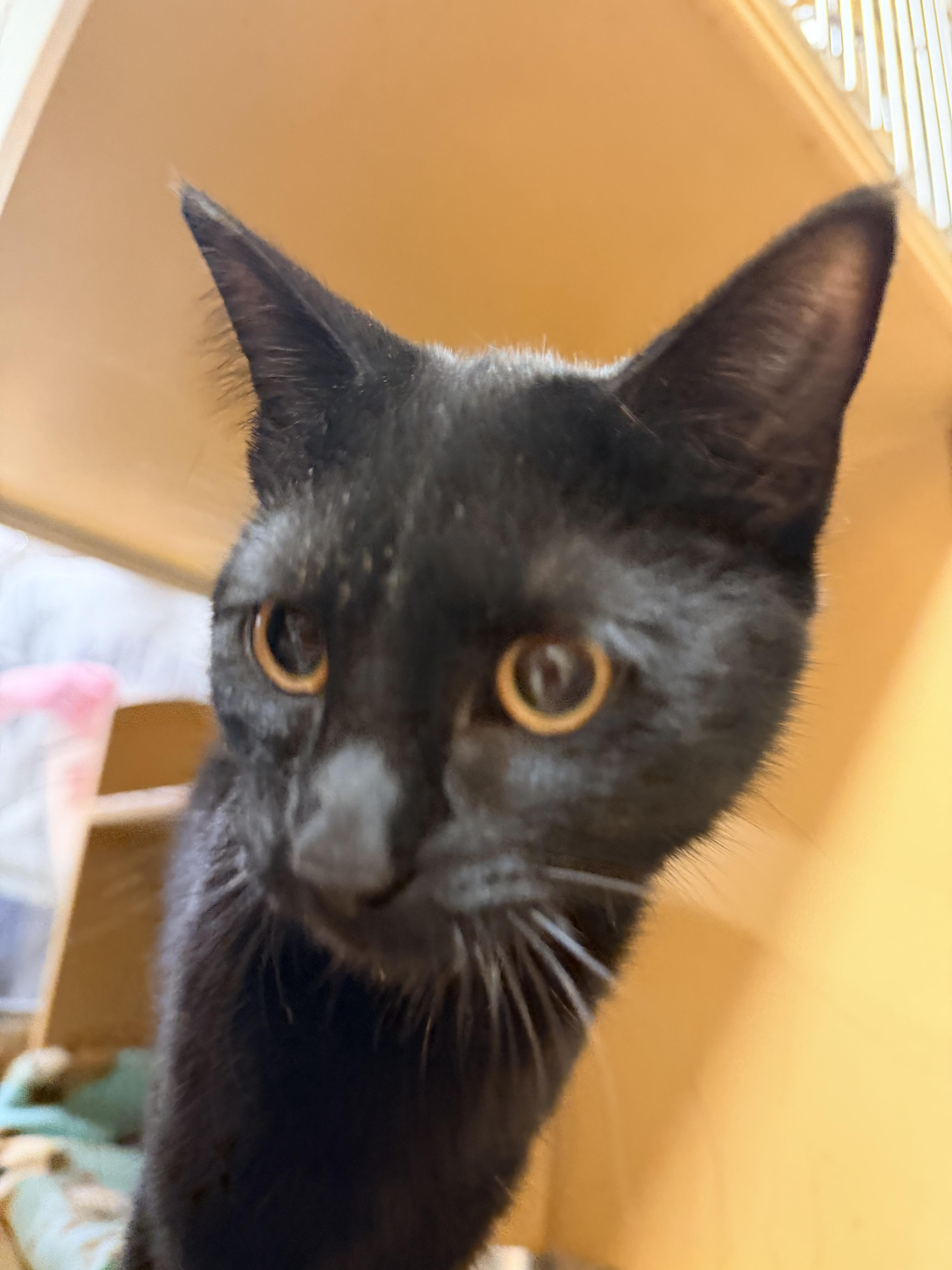 Sapphire , ADOPTABLE, Kitten Female Domestic Short Hair.