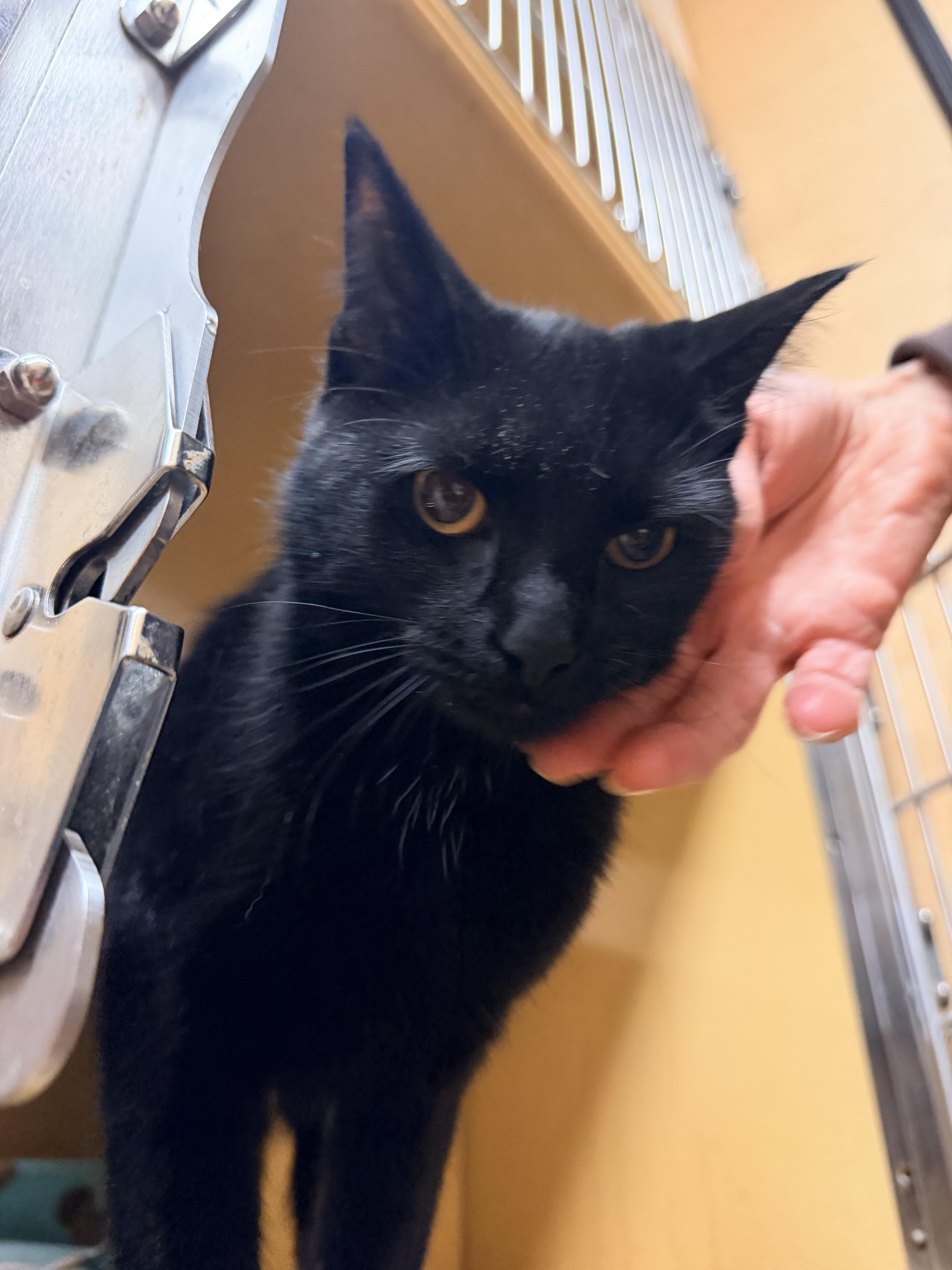 Enlarge Sapphire , a ADOPTABLE Domestic Short Hair in Cambridge, MA image 5/5