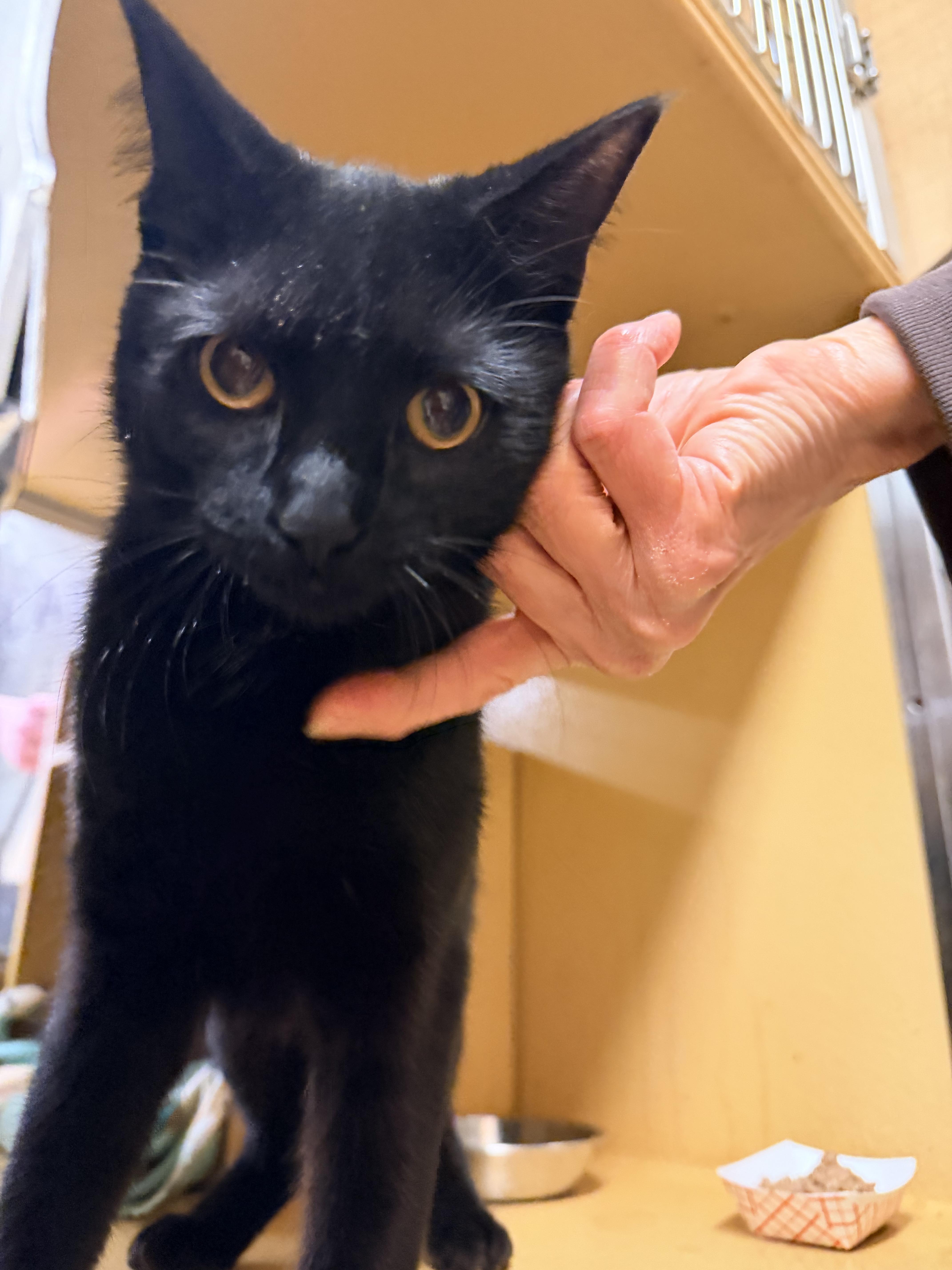 Enlarge Sapphire , a ADOPTABLE Domestic Short Hair in Cambridge, MA image 3/5