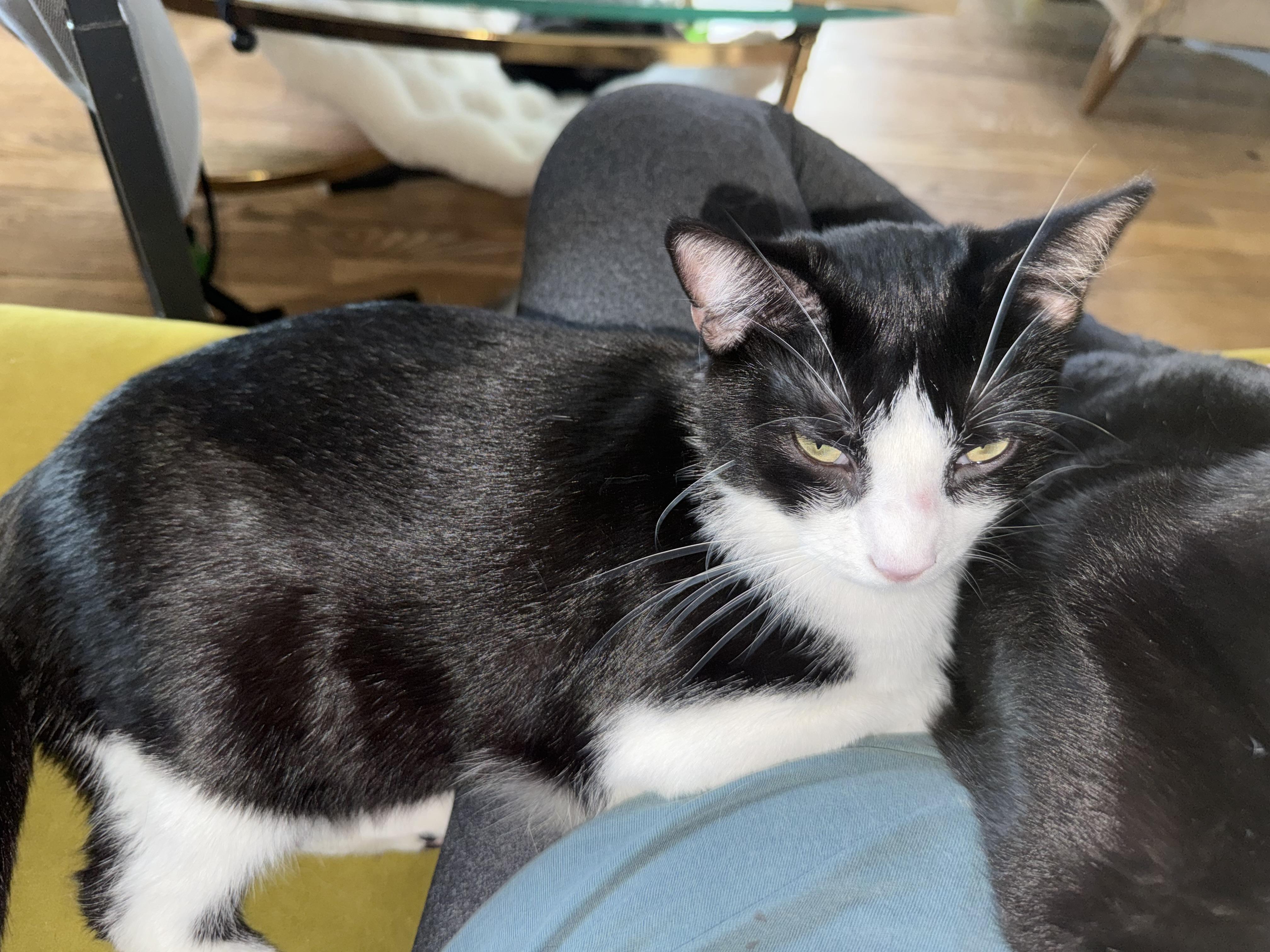 Enlarge Mosaic, a ADOPTABLE Domestic Short Hair in Joliet, IL image 2/3