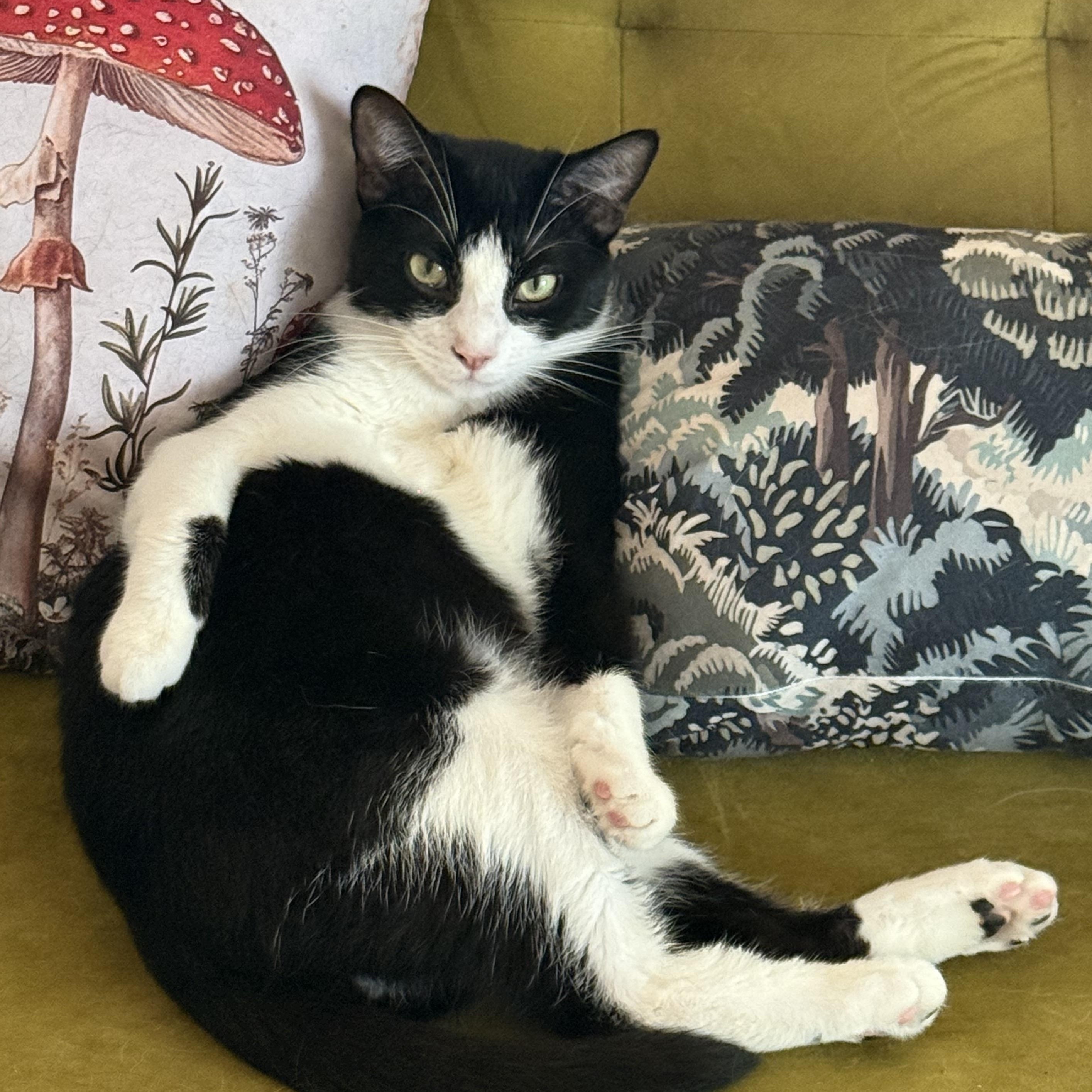 Mosaic, ADOPTABLE, Young Female Domestic Short Hair.