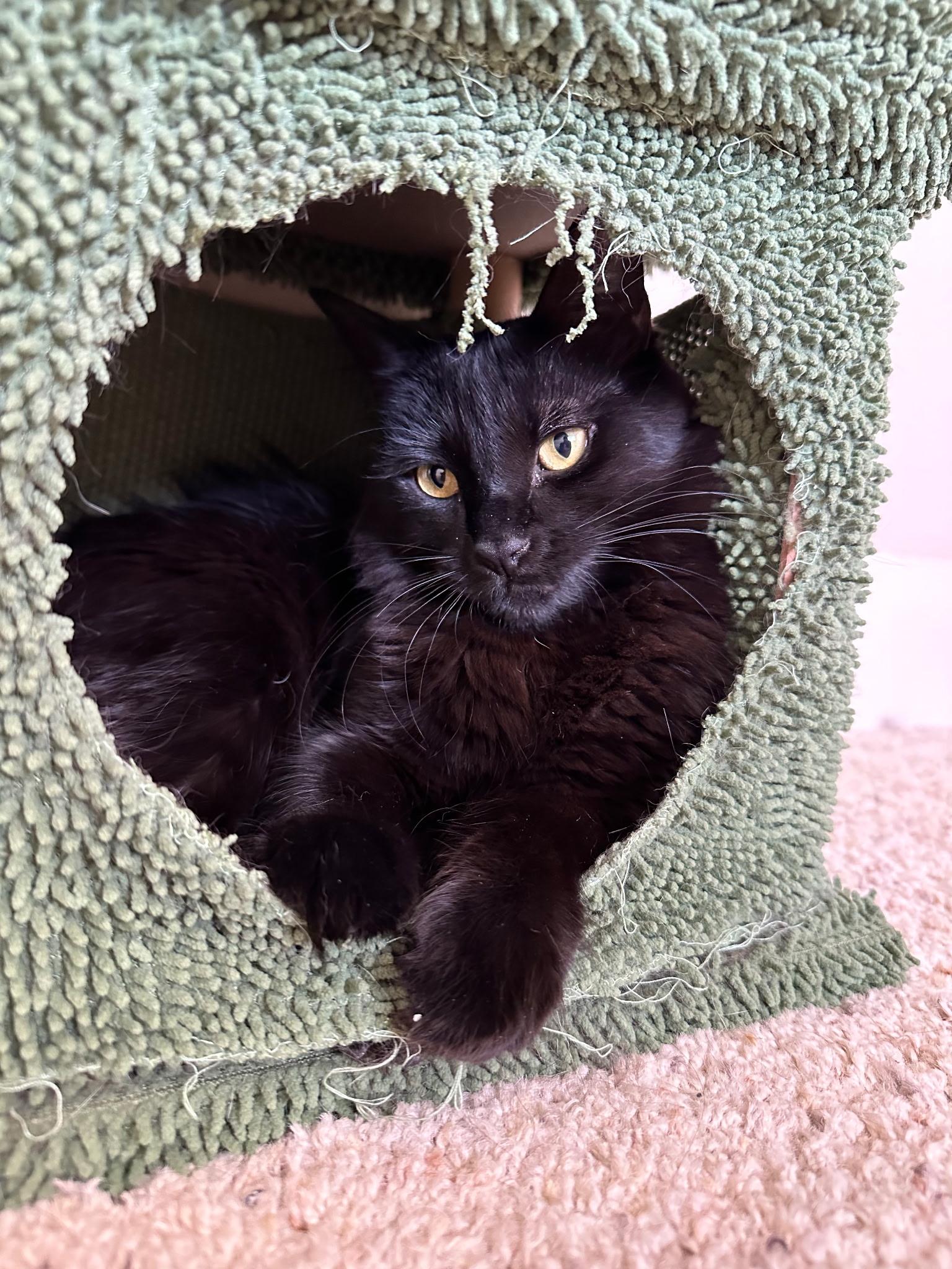 Enlarge Tom & Toothless, a ADOPTABLE Domestic Short Hair in Redwood City, CA image 5/6