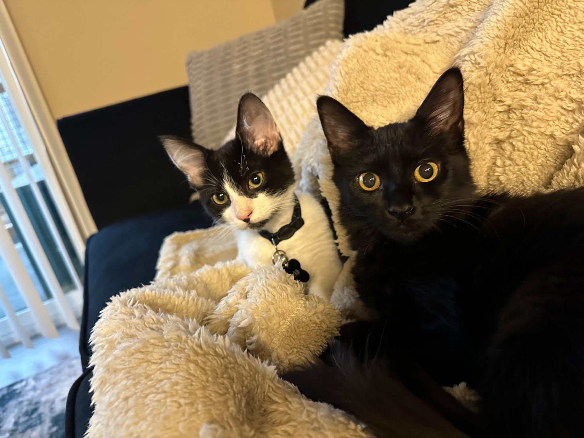 Enlarge Tom & Toothless, a ADOPTABLE Domestic Short Hair in Redwood City, CA image 6/6