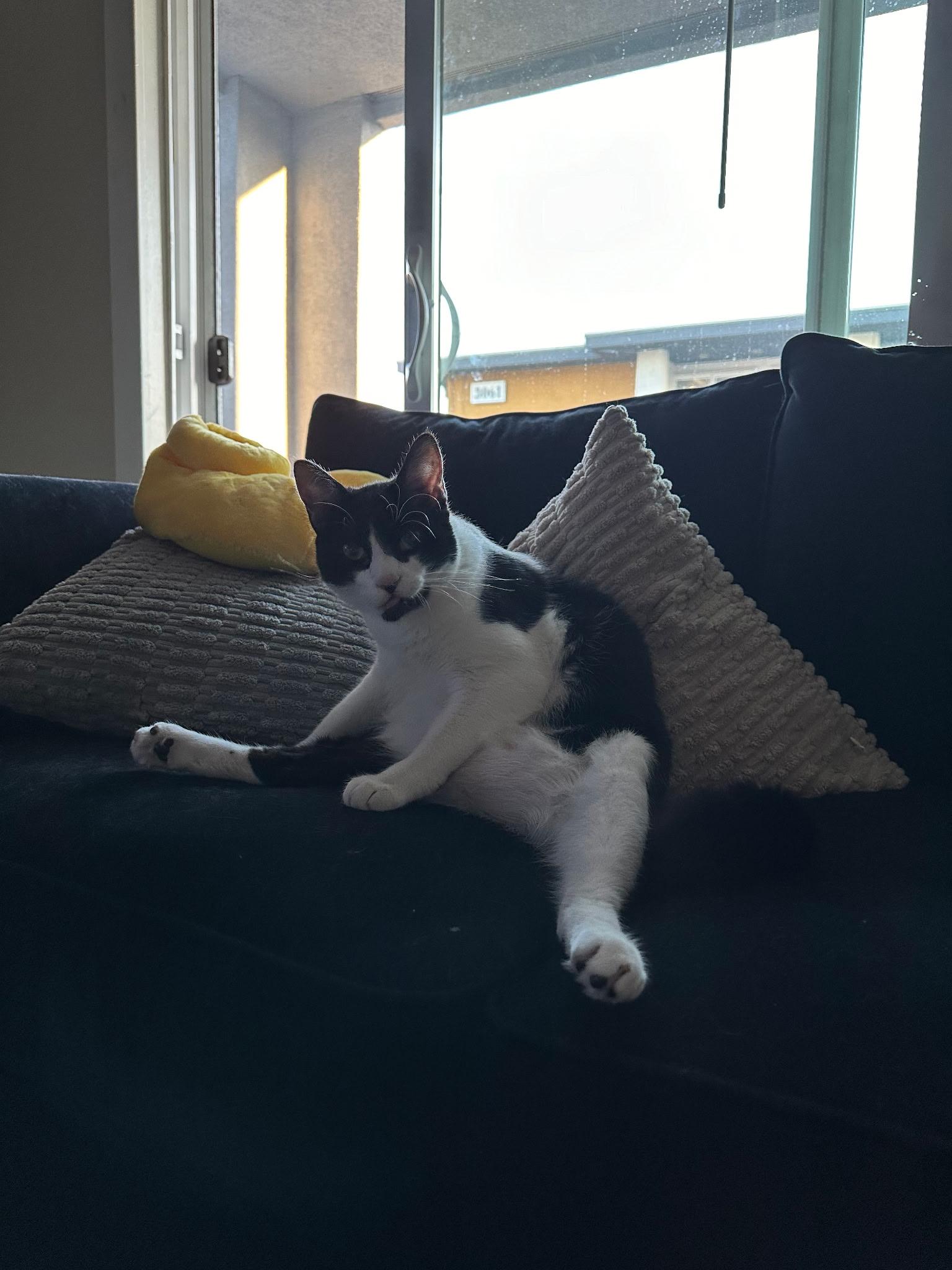 Enlarge Tom & Toothless, a ADOPTABLE Domestic Short Hair in Redwood City, CA image 3/6