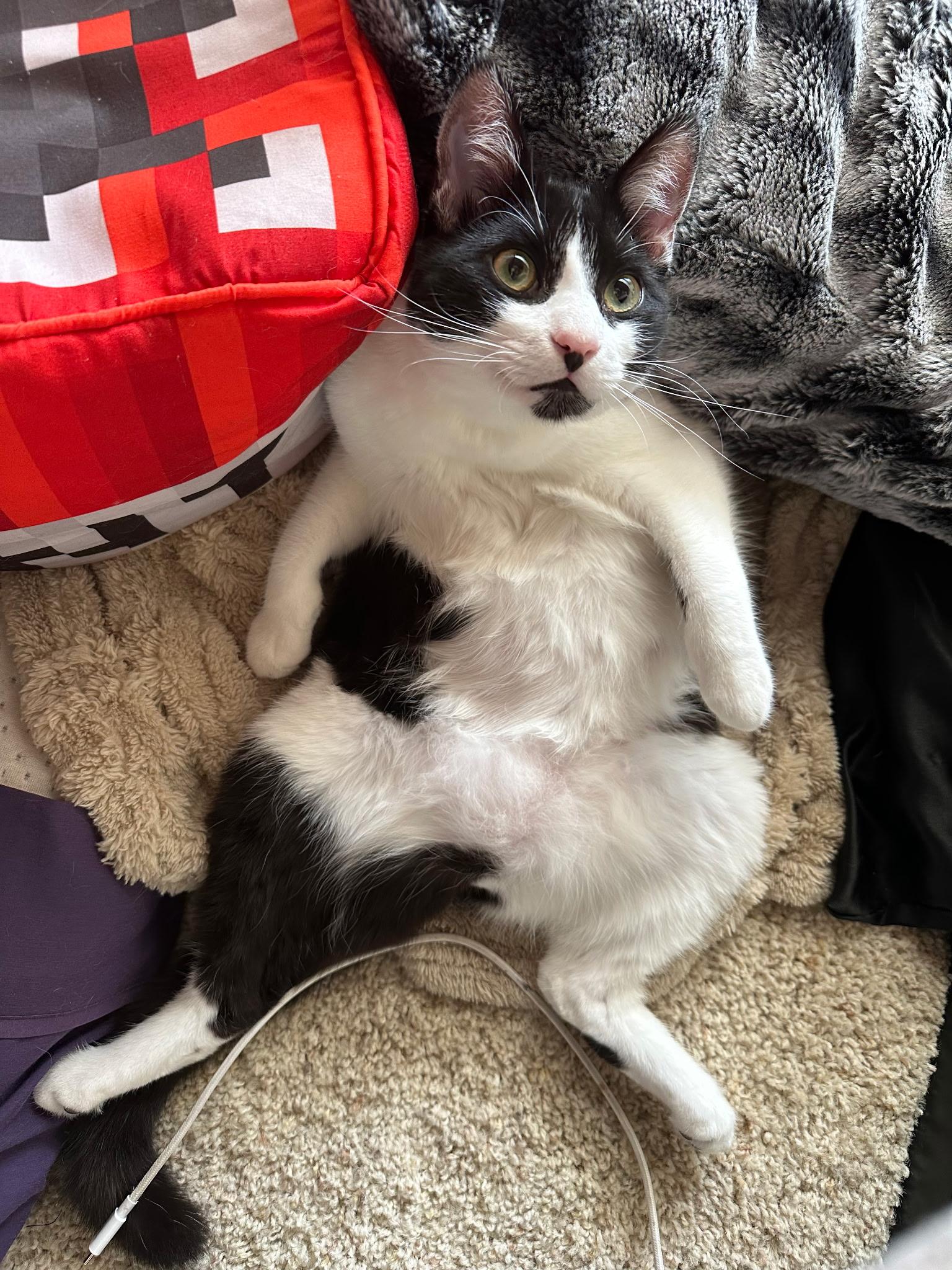 Enlarge Tom & Toothless, a ADOPTABLE Domestic Short Hair in Redwood City, CA image 2/6