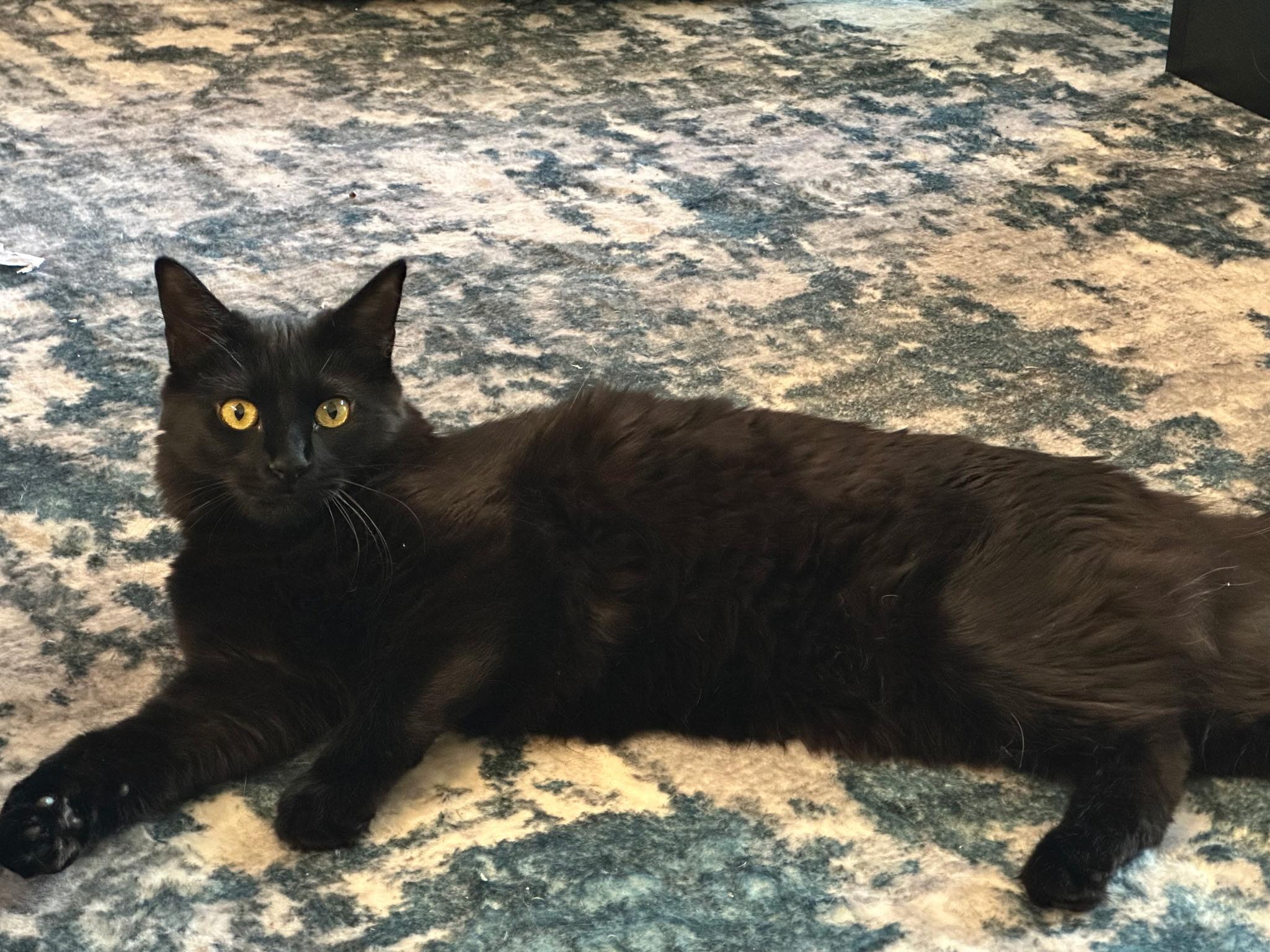 Enlarge Tom & Toothless, a ADOPTABLE Domestic Short Hair in Redwood City, CA image 4/6