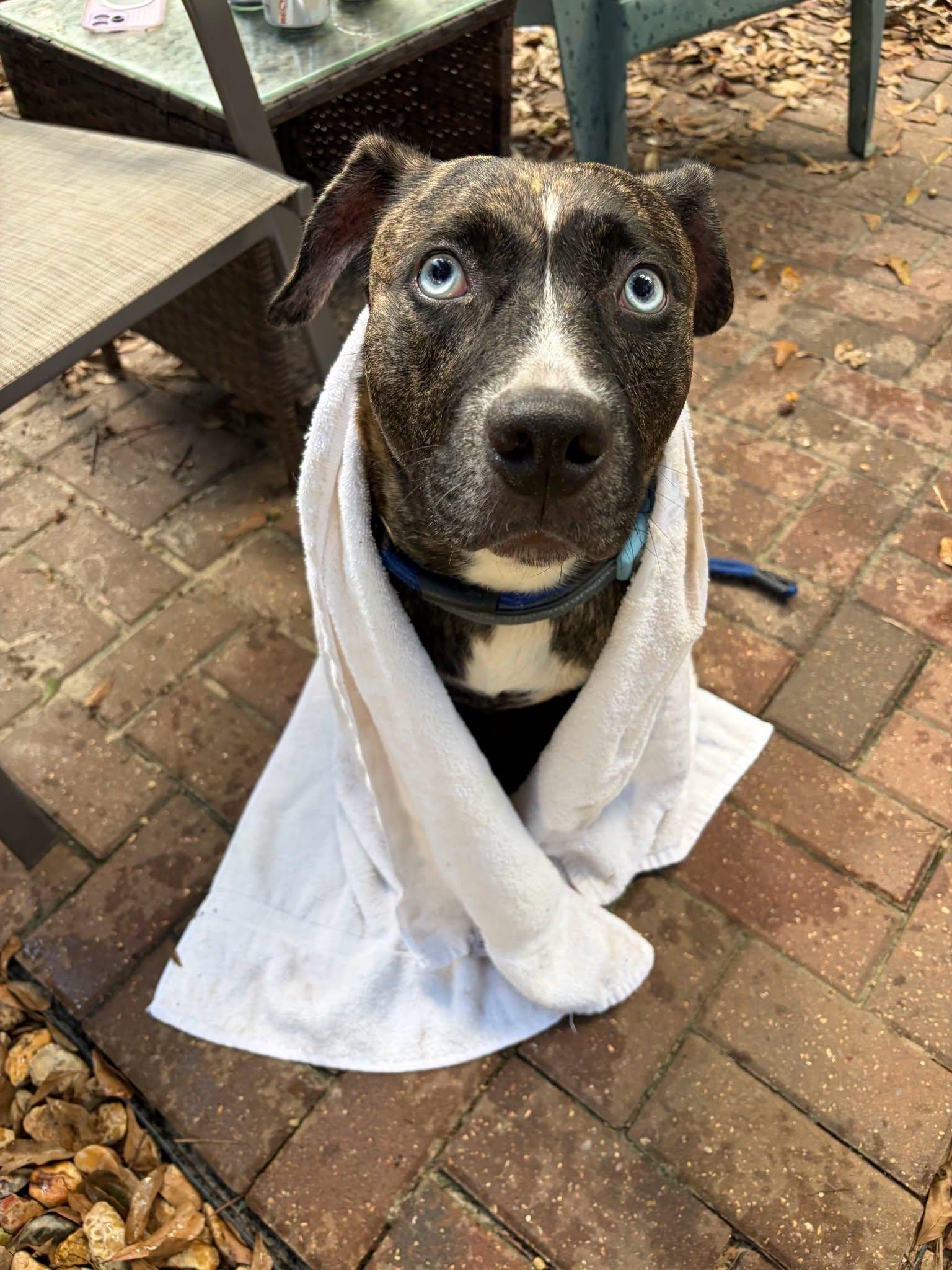 Enlarge Harley, a Adoptable mixed breed in PENSACOLA, FL image 2/3