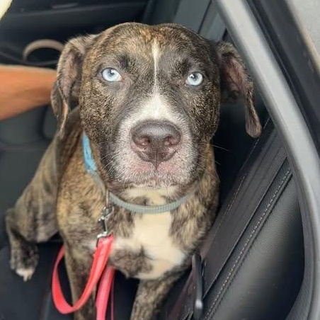 Enlarge Harley, a Adoptable mixed breed in PENSACOLA, FL image 3/3