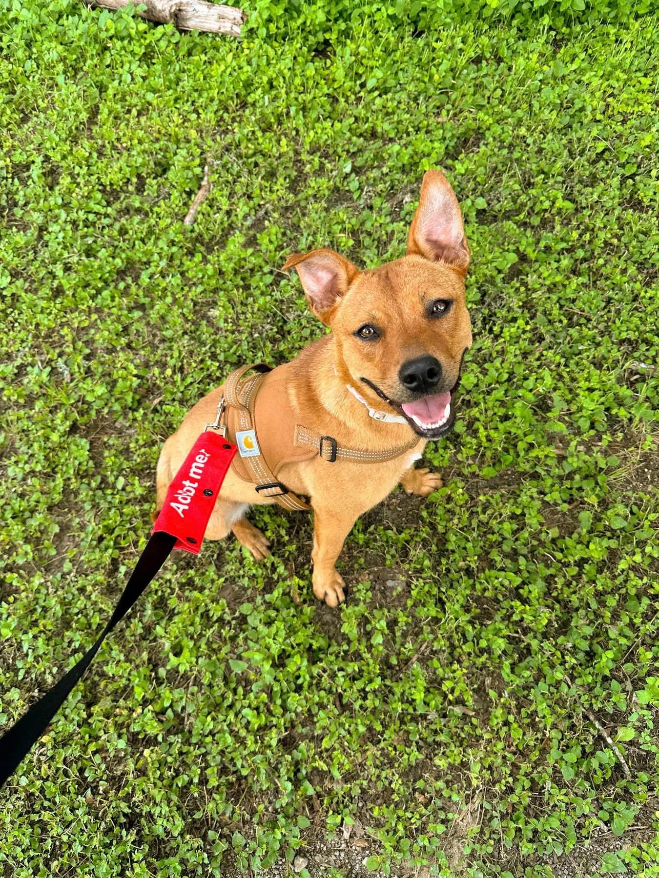 Natasha, Adoptable, Young Female Terrier.