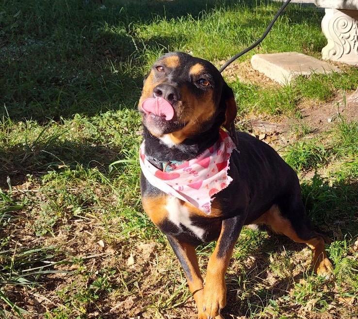 Enlarge Taylor, a Adoptable mixed breed in Harrisburg, PA image 2/4