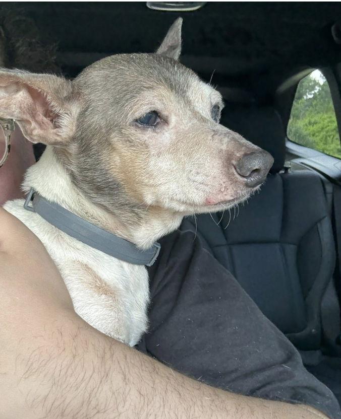 Enlarge Queen Ann, a Adopted Chihuahua in Alpharetta, GA image 2/3
