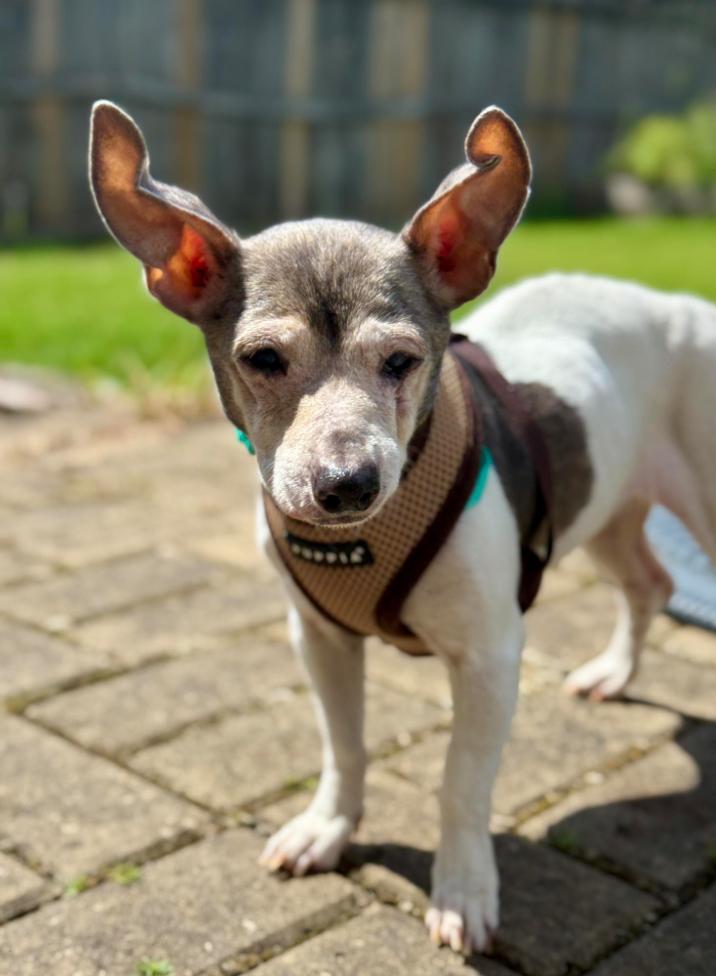 Queen Ann Chihuahua Dog