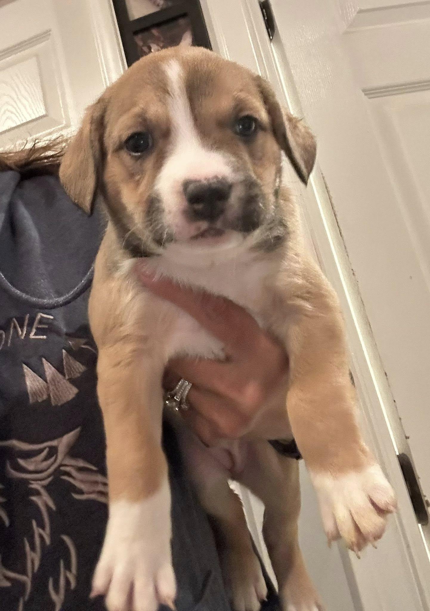 Aussie/Pit puppies-boy