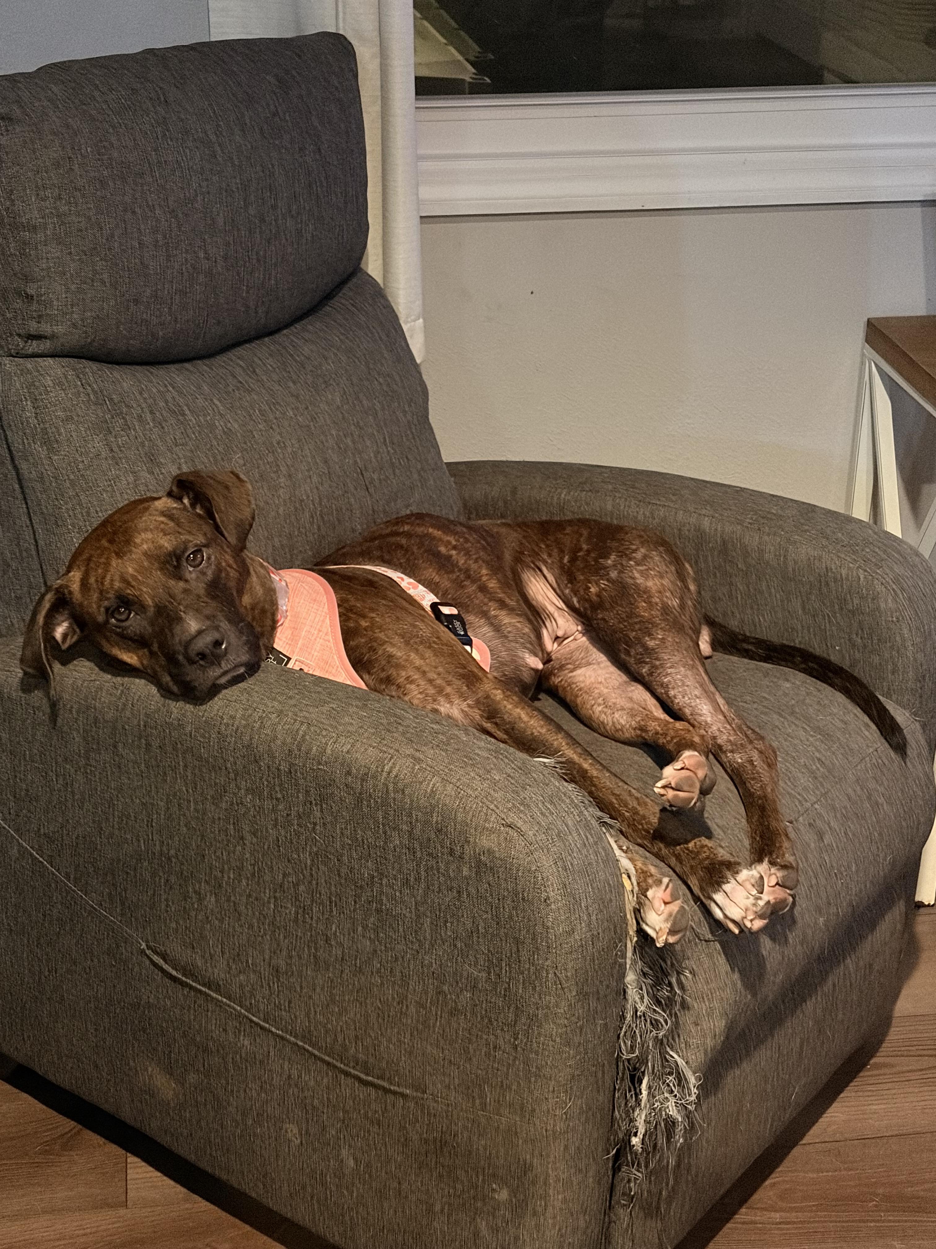 Shay, a ADOPTABLE mixed breed in Byron, IL image 3/6