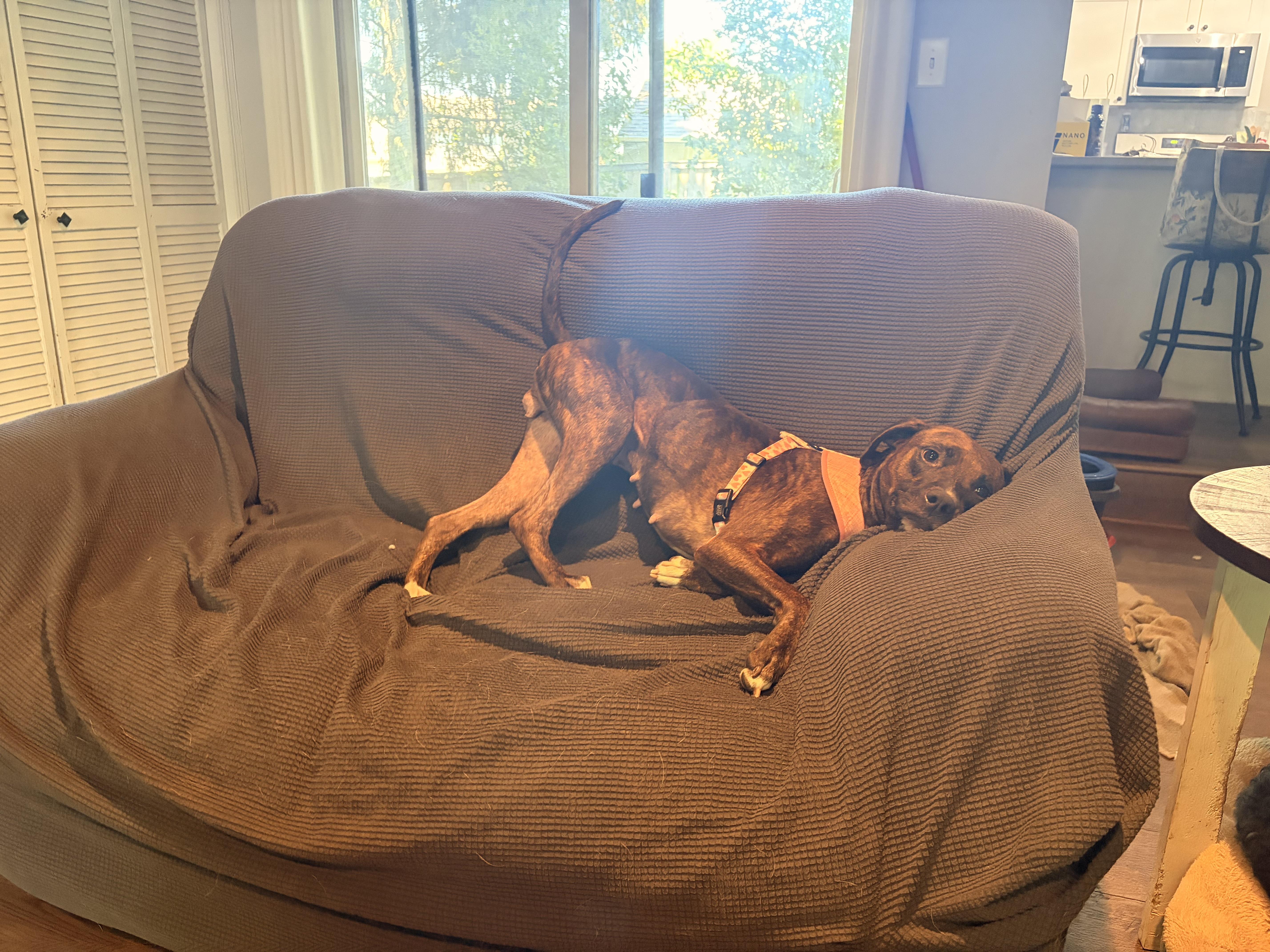 Shay, a ADOPTABLE mixed breed in Byron, IL image 6/6