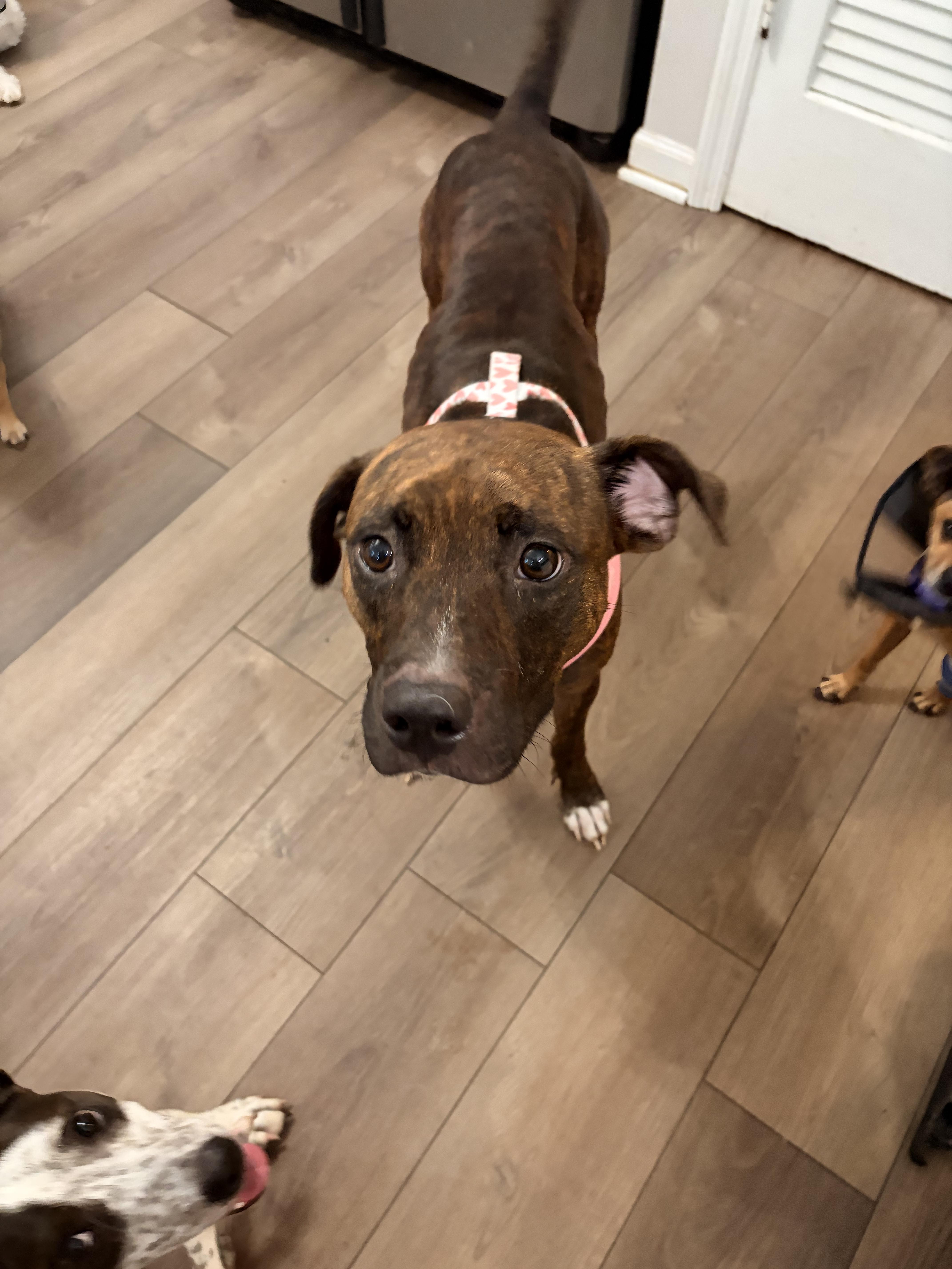 Shay, a ADOPTABLE mixed breed in Byron, IL image 5/6
