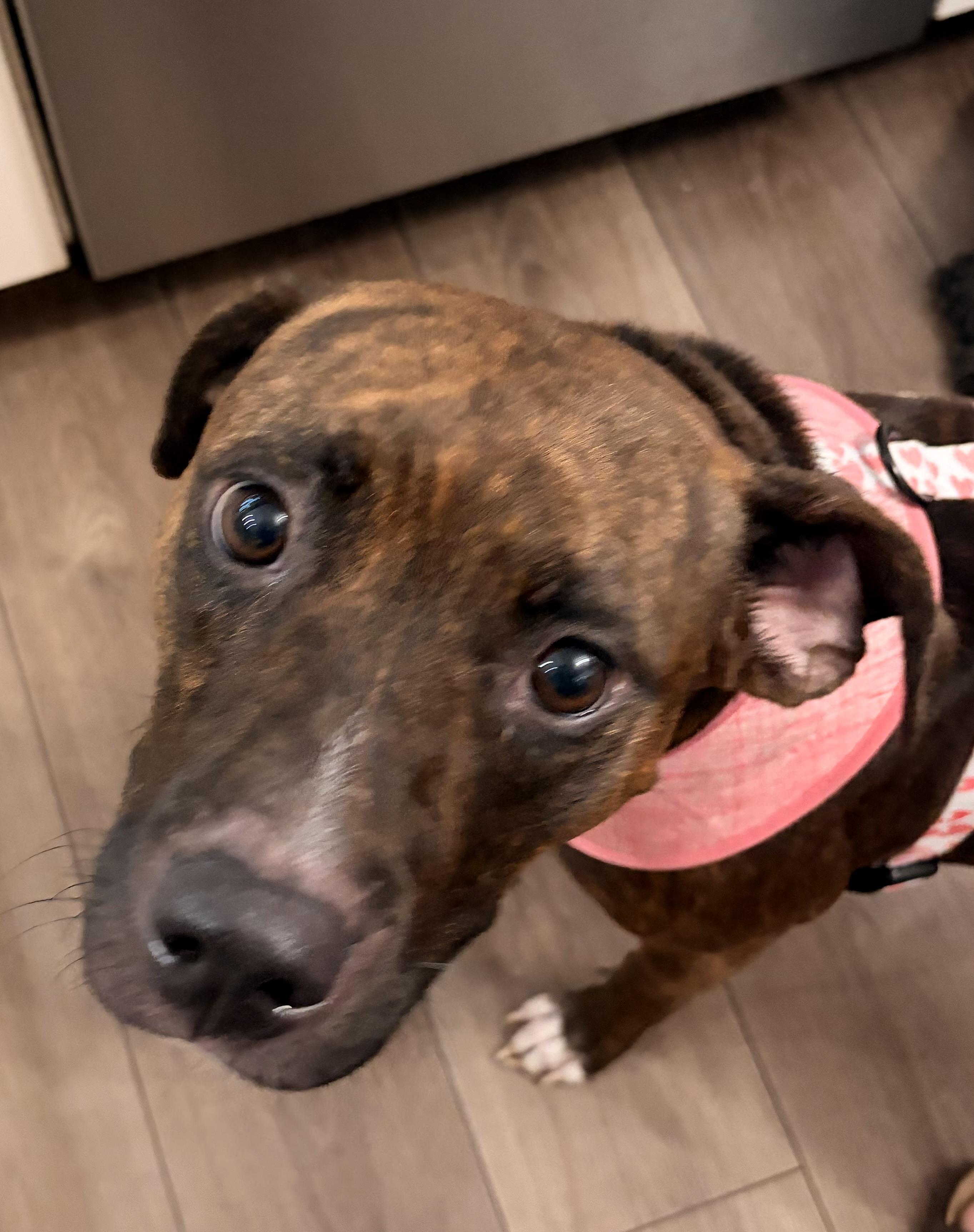 Shay, a ADOPTABLE mixed breed in Byron, IL image 1/6