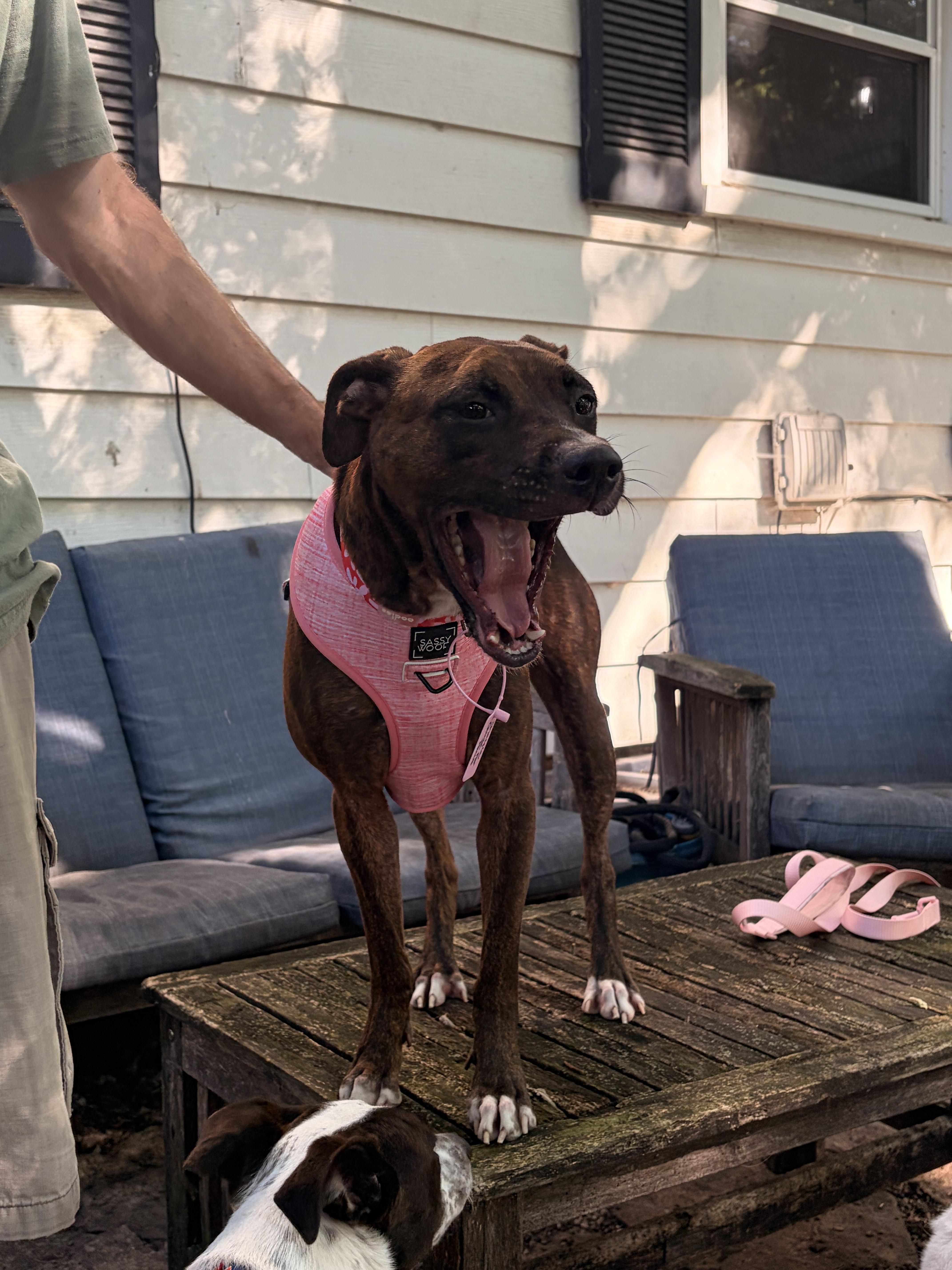 Shay, a ADOPTABLE mixed breed in Byron, IL image 2/6