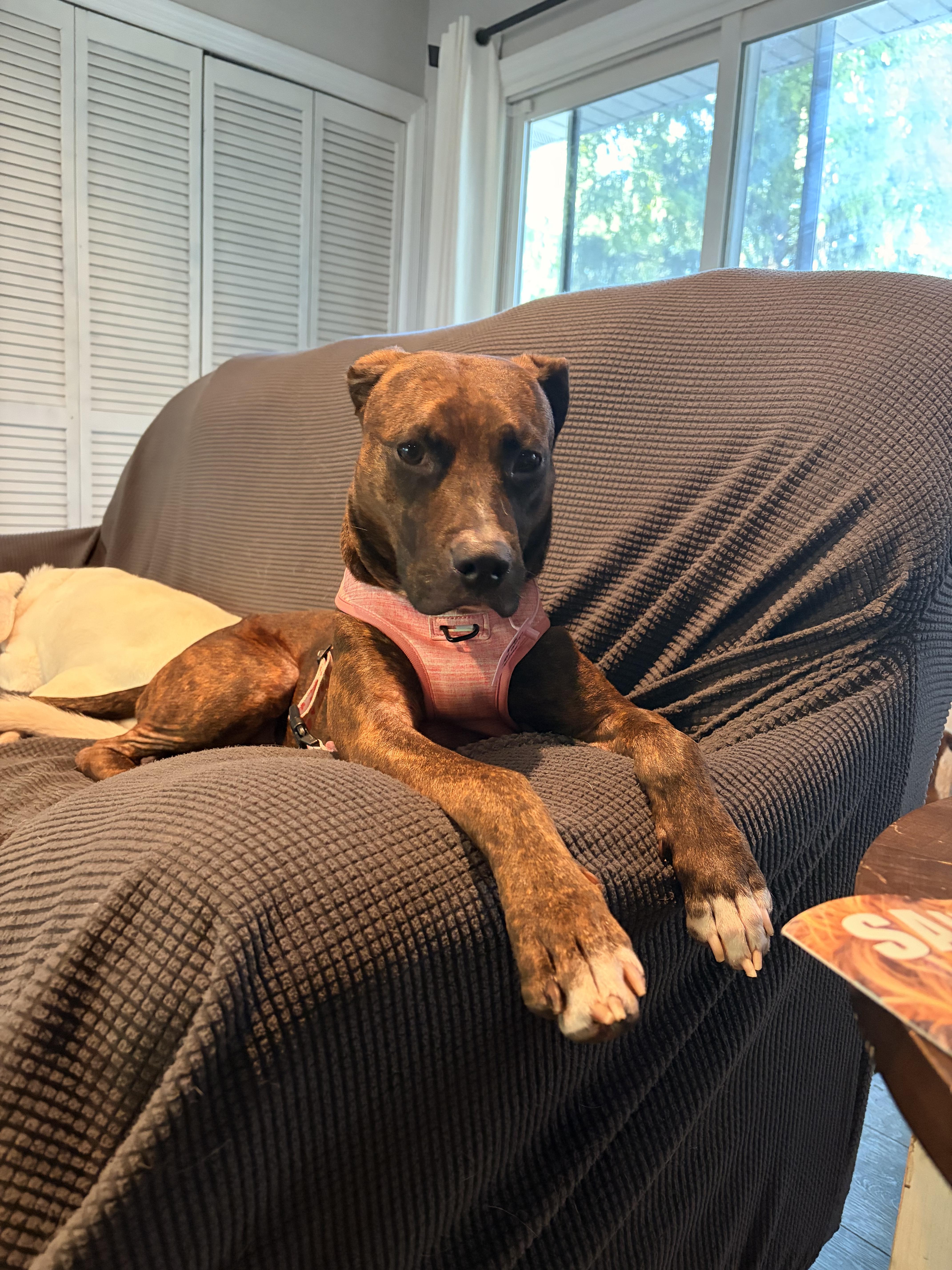 Shay, a ADOPTABLE mixed breed in Byron, IL image 4/6