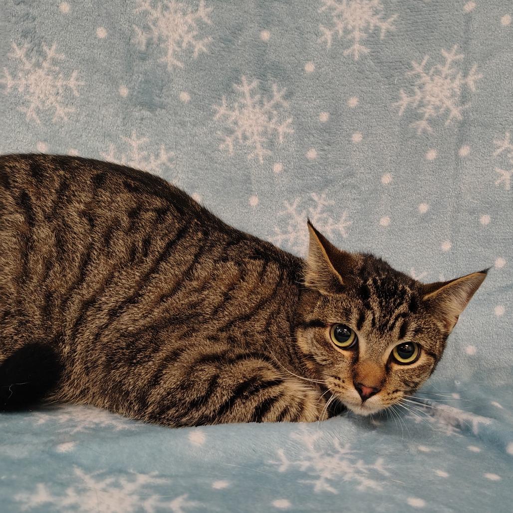Jasper, a Adoptable Domestic Short Hair in Coos Bay, OR image 1/3