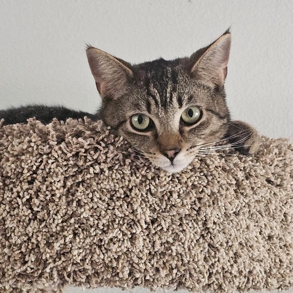 Jasper, a Adoptable Domestic Short Hair in Coos Bay, OR image 3/3