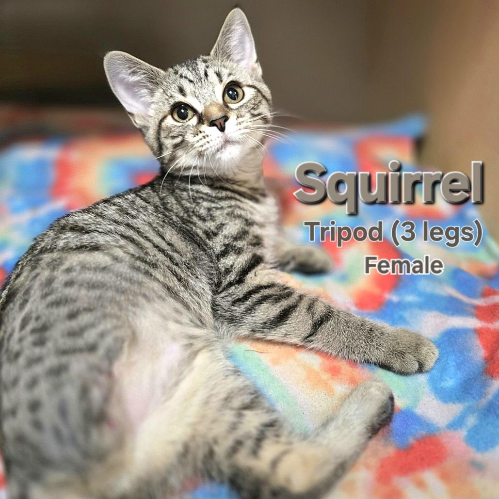 Squirrel (tripod)