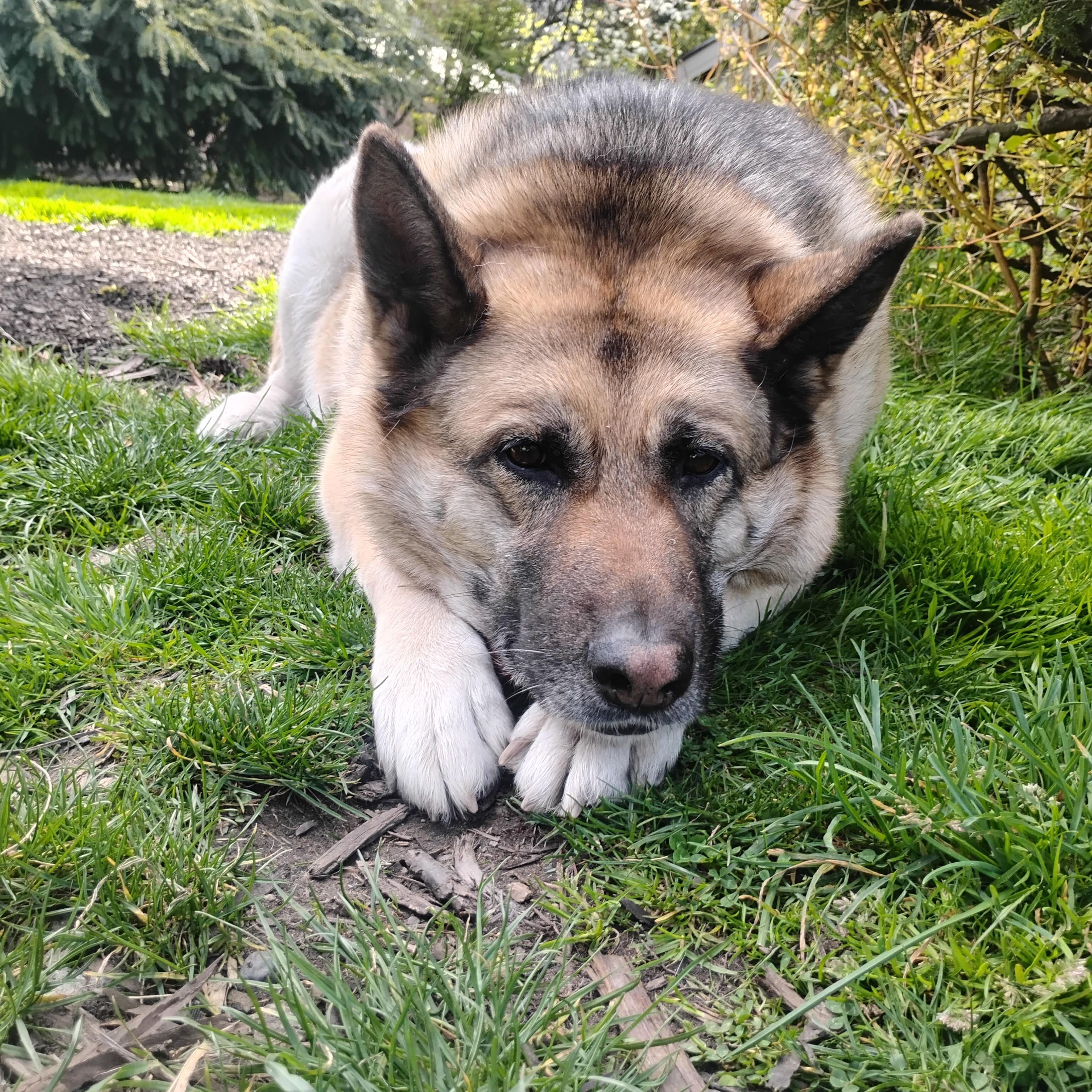 Arya - People-Loving Dog Looking for Next Step, a Adoptable mixed breed in Seattle, WA image 4/6