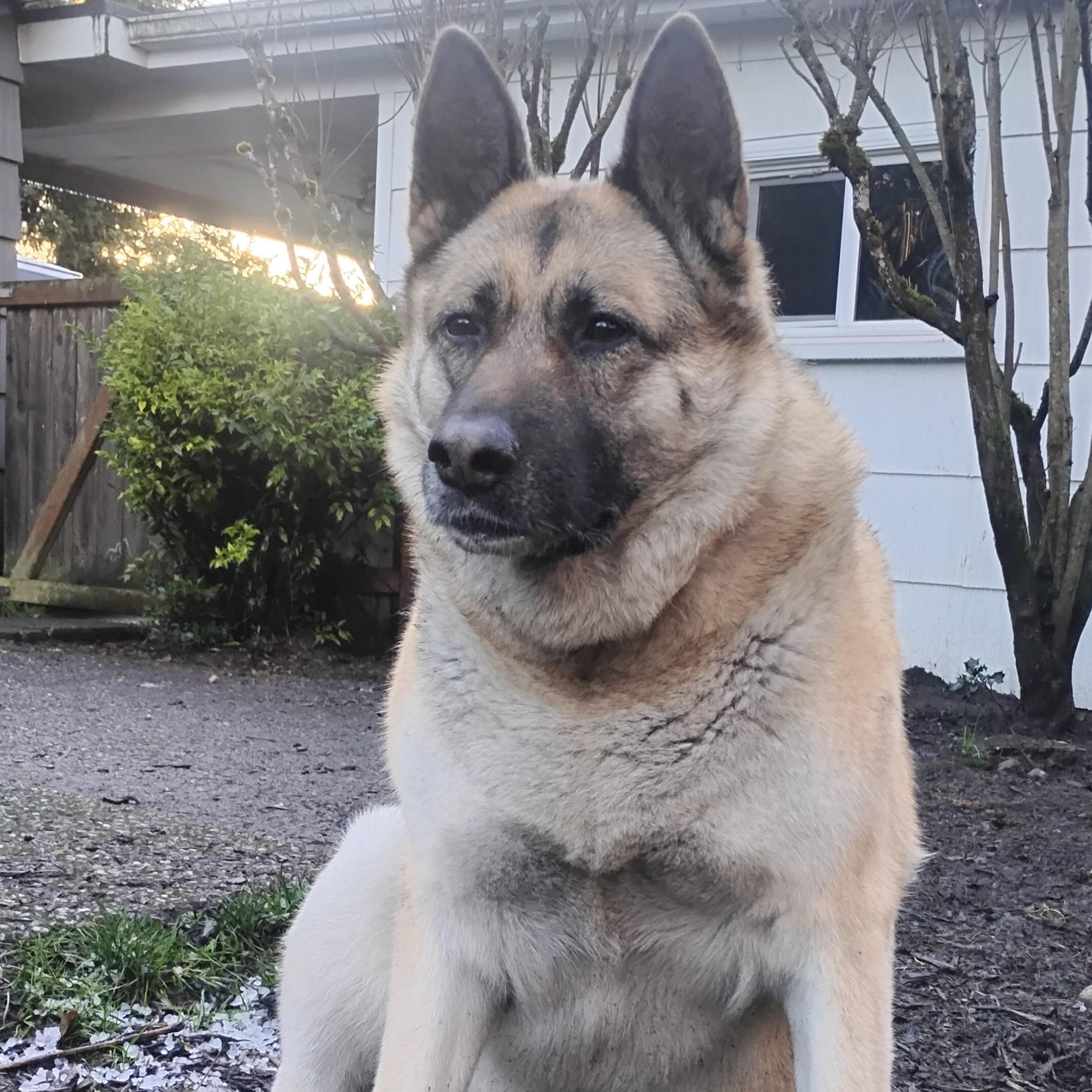 Arya - People-Loving Dog Looking for Next Step, Adoptable, Adult Female German Shepherd Dog.