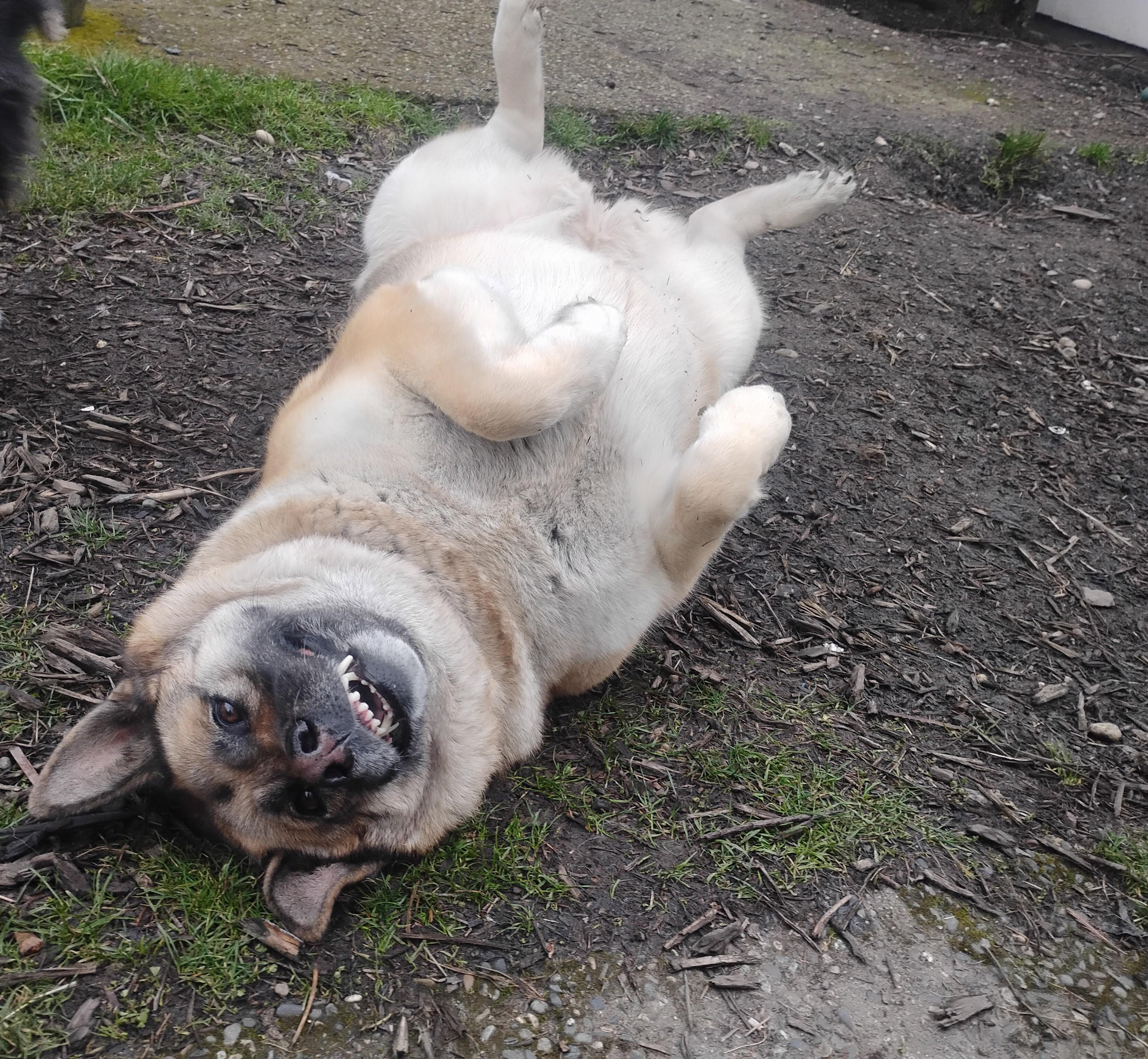 Arya - People-Loving Dog Looking for Next Step, a Adoptable mixed breed in Seattle, WA image 5/6