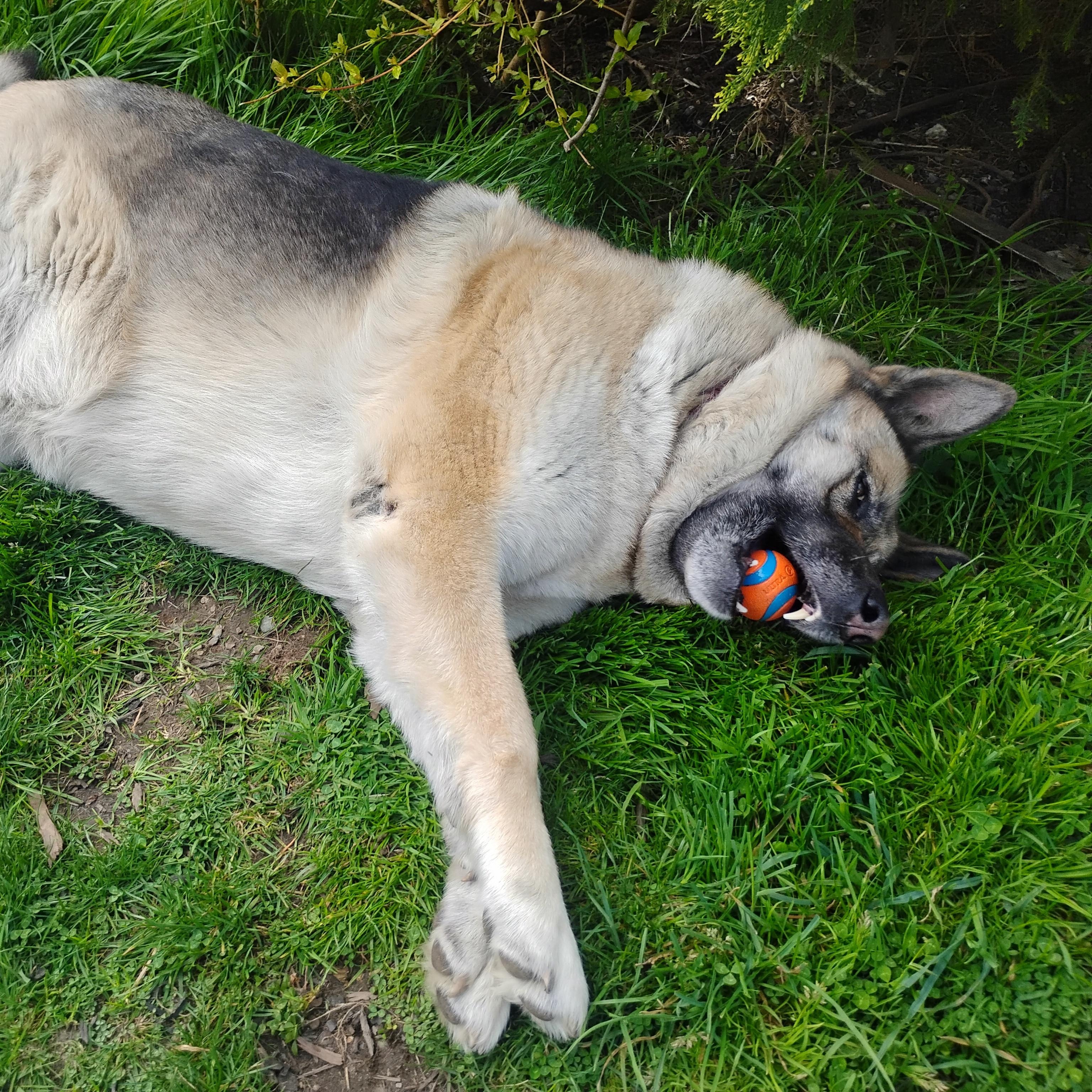 Arya - People-Loving Dog Looking for Next Step, a Adoptable mixed breed in Seattle, WA image 2/6