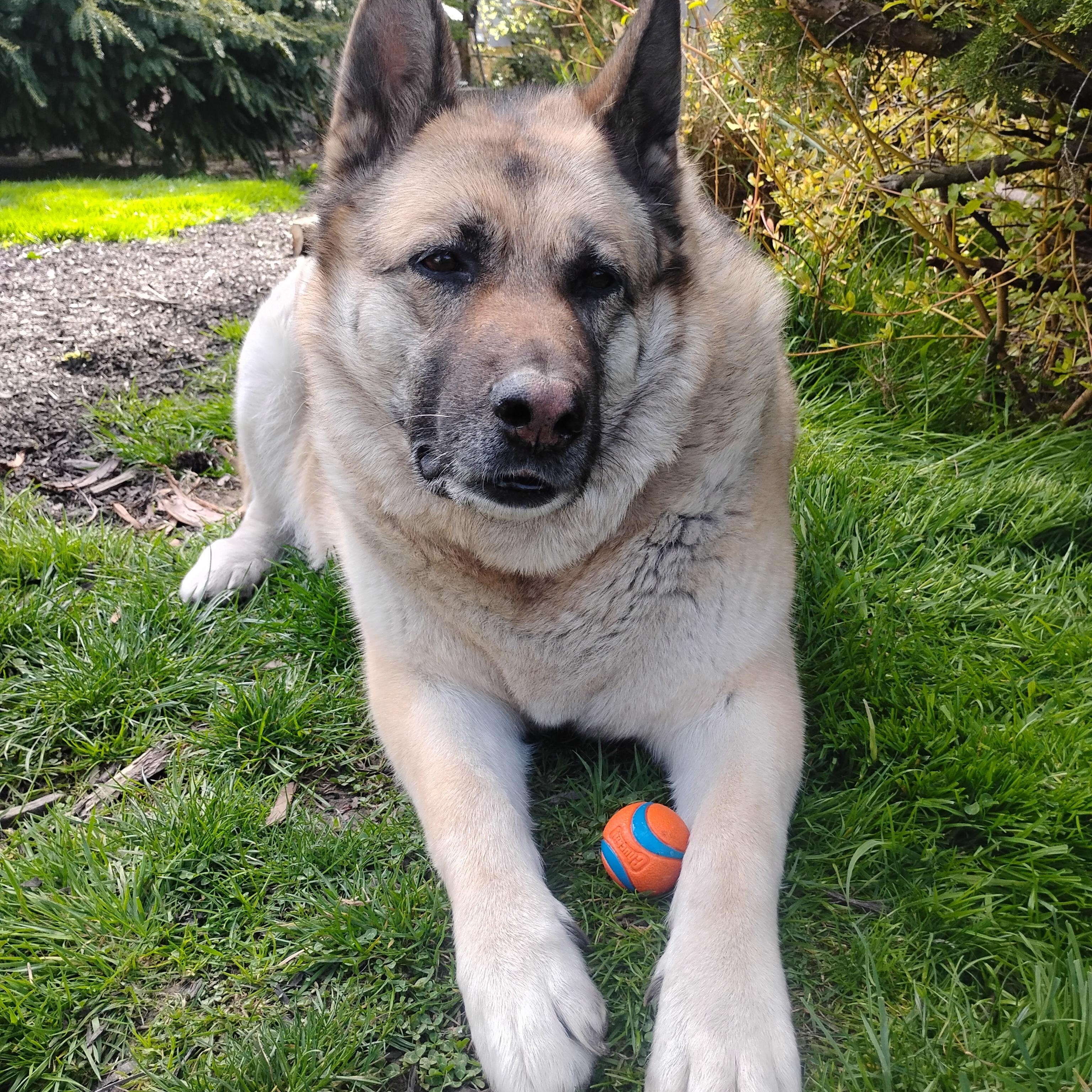 Arya - People-Loving Dog Looking for Next Step, a Adoptable mixed breed in Seattle, WA image 3/6