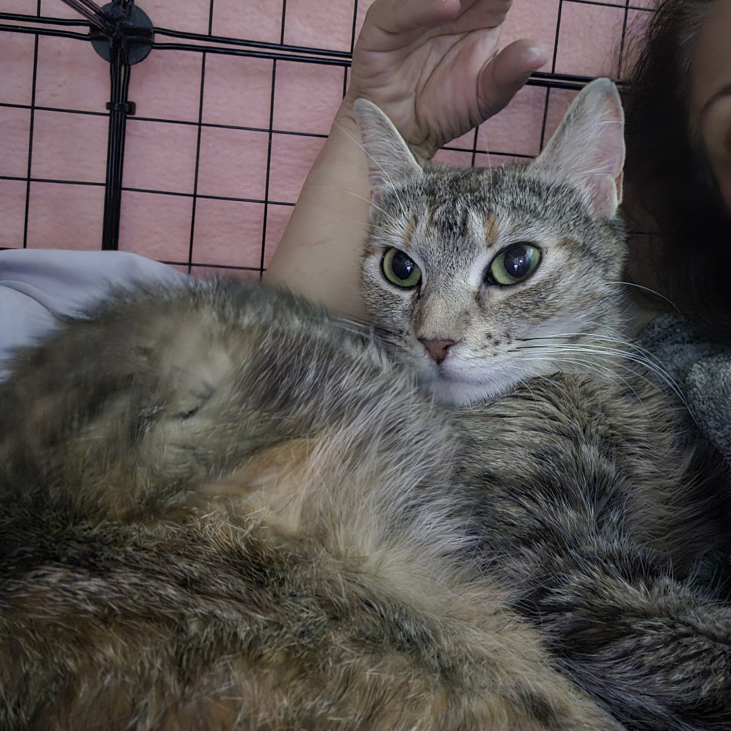 Enlarge Ariel, a Adoptable mixed breed in Woodbridge, NJ image 6/7