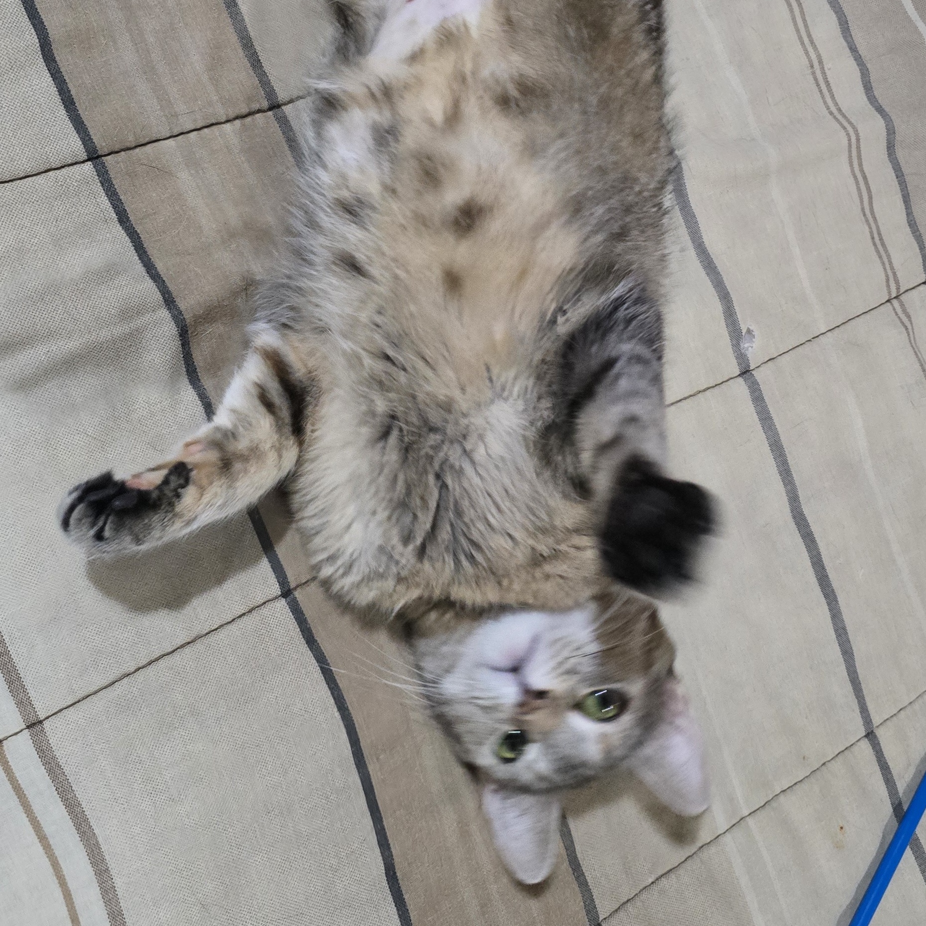 Enlarge Ariel, a Adoptable mixed breed in Woodbridge, NJ image 7/7