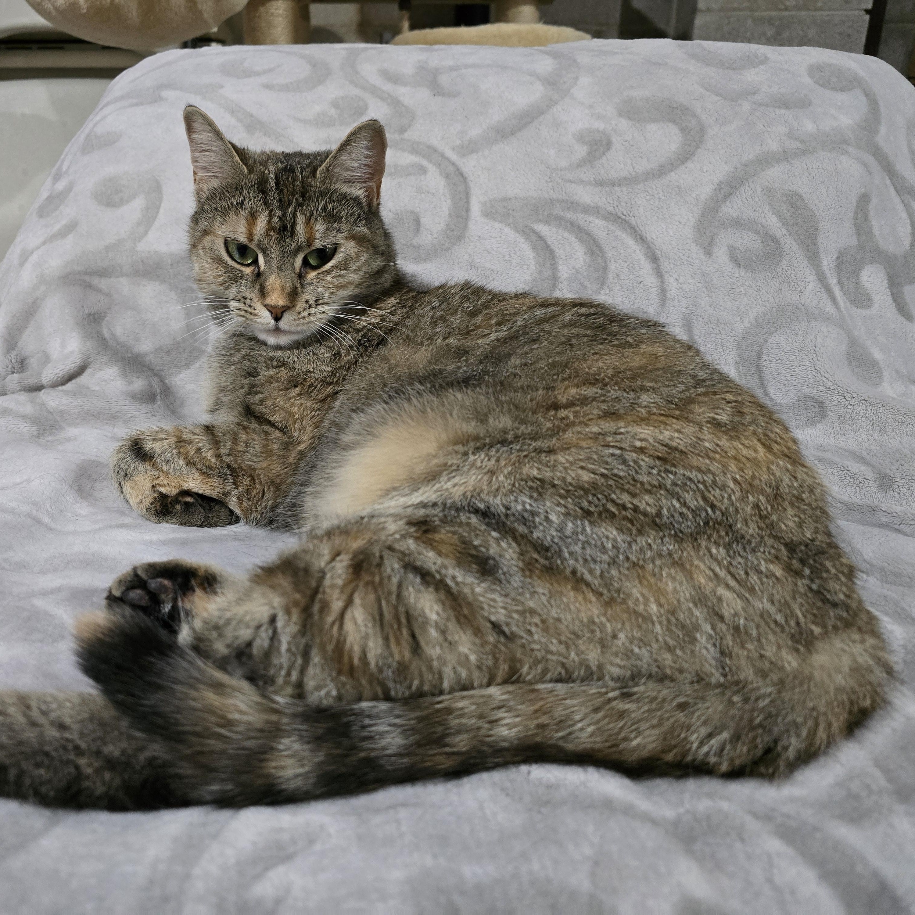 Enlarge Ariel, a Adoptable mixed breed in Woodbridge, NJ image 2/7