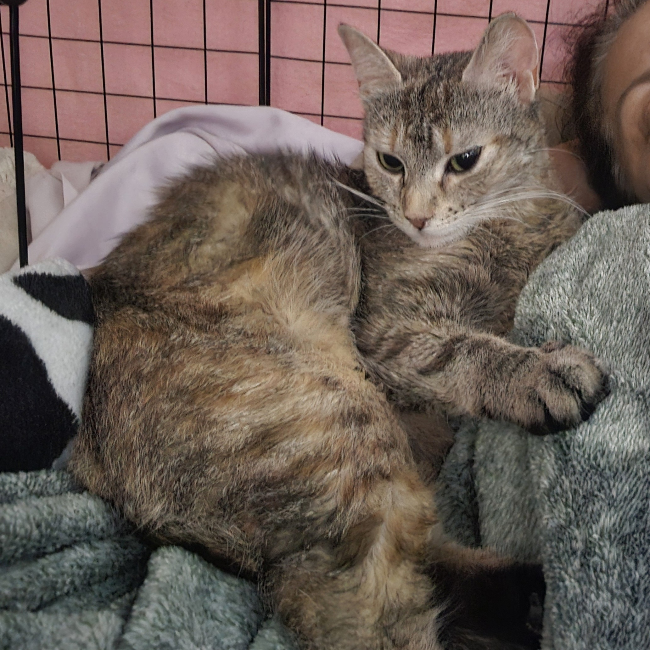 Enlarge Ariel, a Adoptable mixed breed in Woodbridge, NJ image 4/7