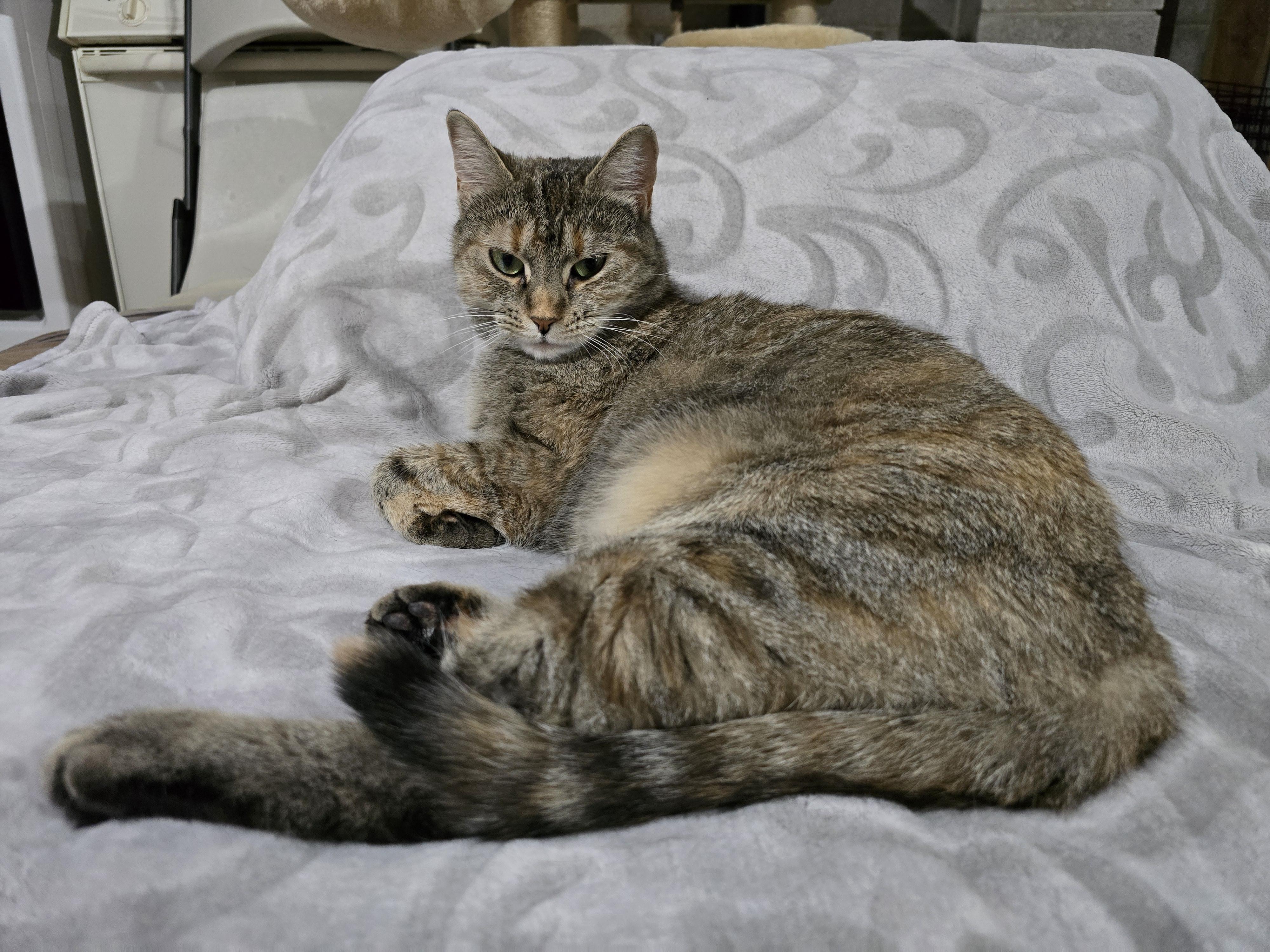 Enlarge Ariel, a Adoptable mixed breed in Woodbridge, NJ image 3/7