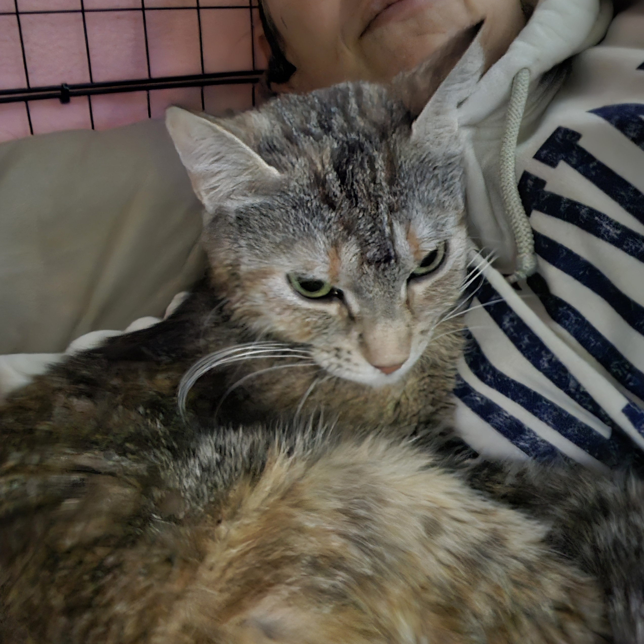 Enlarge Ariel, a Adoptable mixed breed in Woodbridge, NJ image 5/7