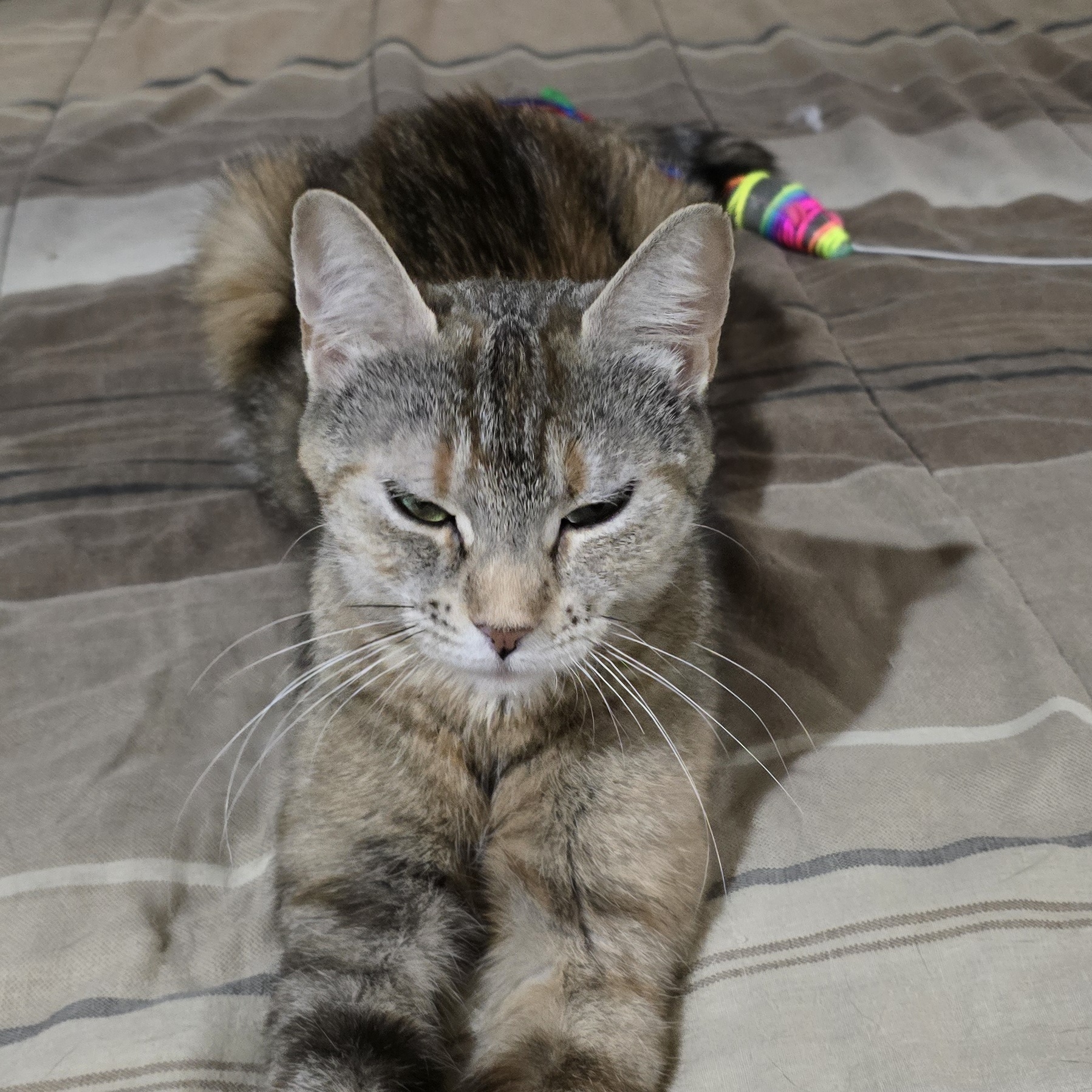 Ariel, Adoptable, Adult Female Tortoiseshell & Tabby.