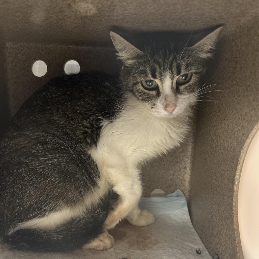 FiFi, Adoptable, Young Female Domestic Short Hair.
