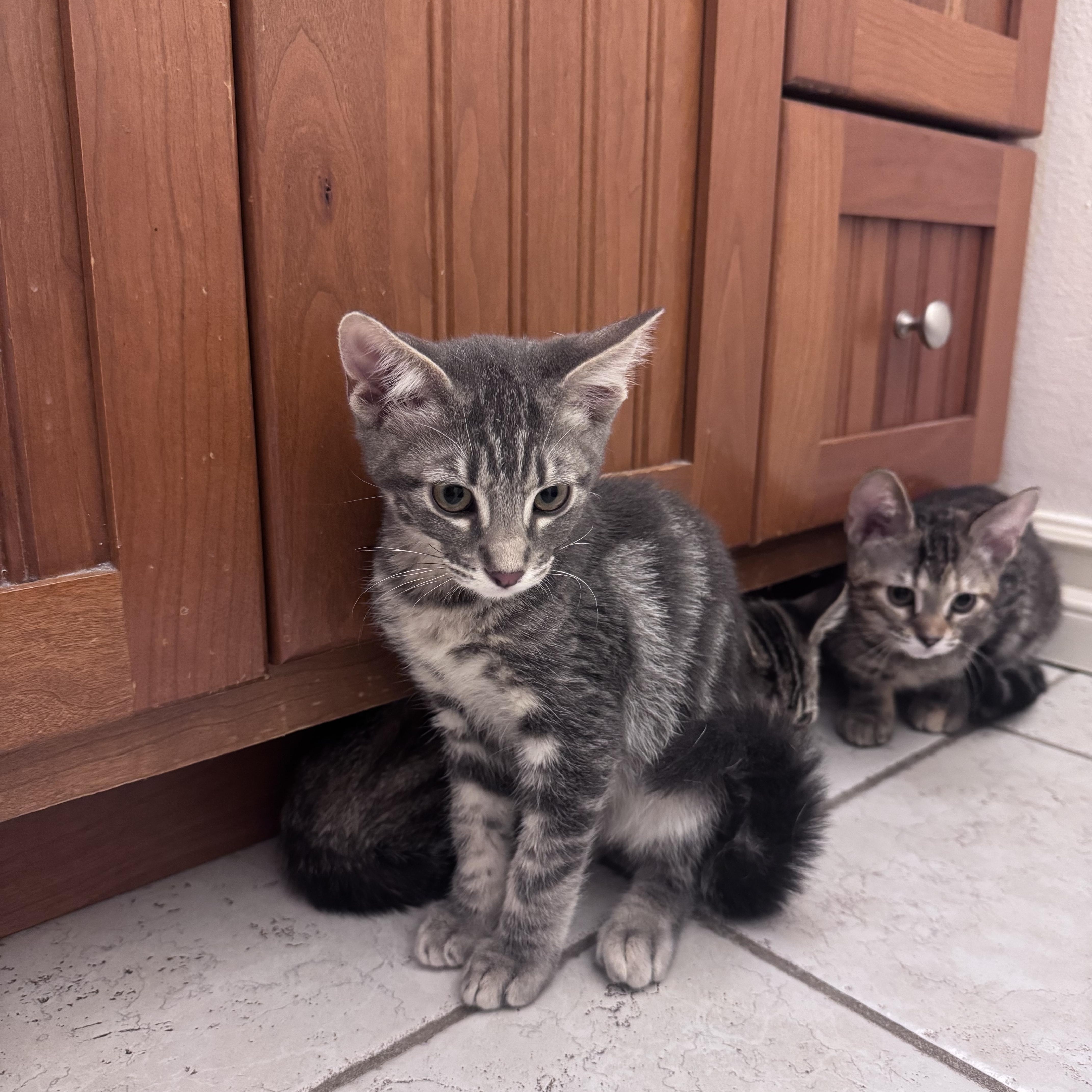 Sprint, a ADOPTABLE Domestic Medium Hair in San Diego, CA image 1/2