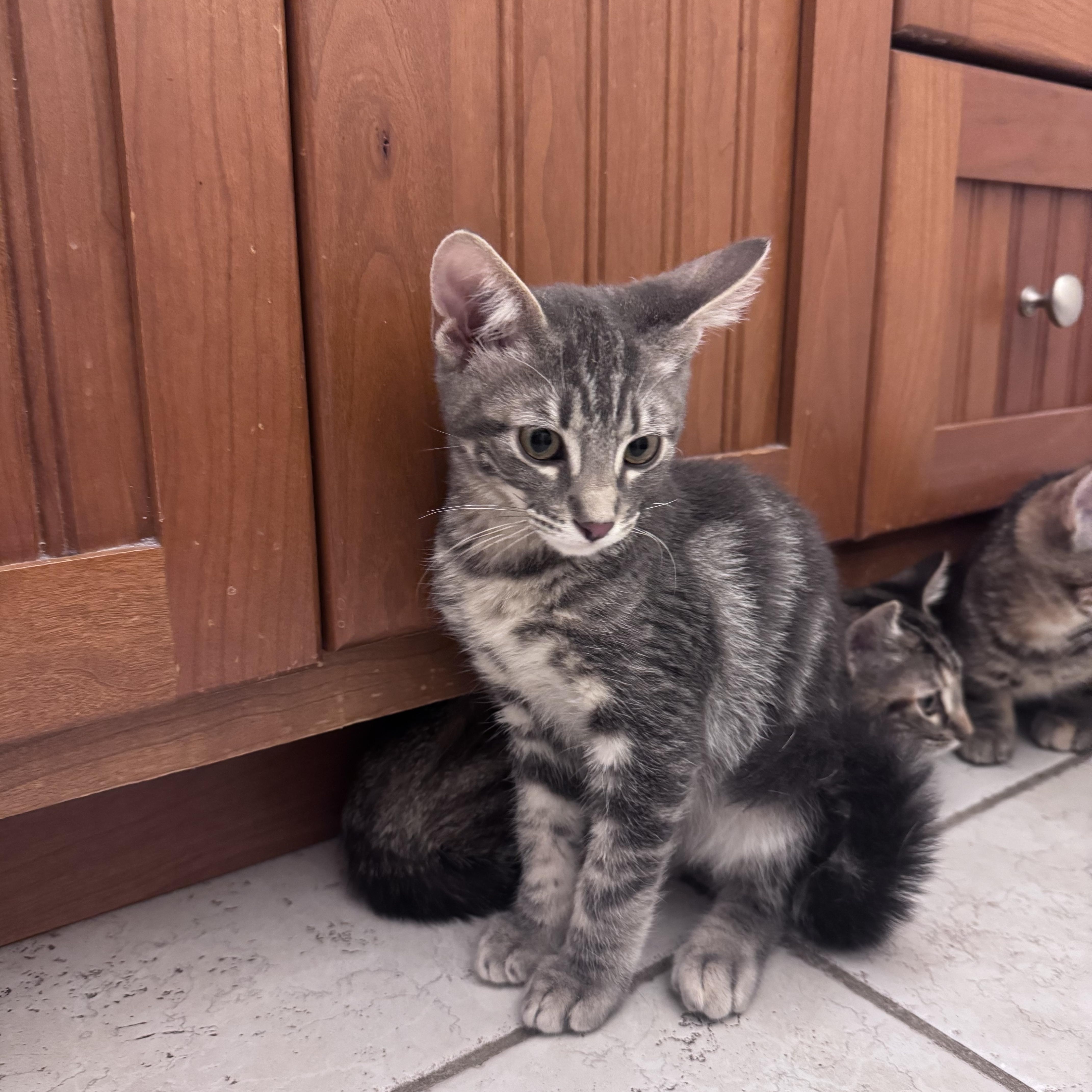 Sprint, a ADOPTABLE Domestic Medium Hair in San Diego, CA image 2/2