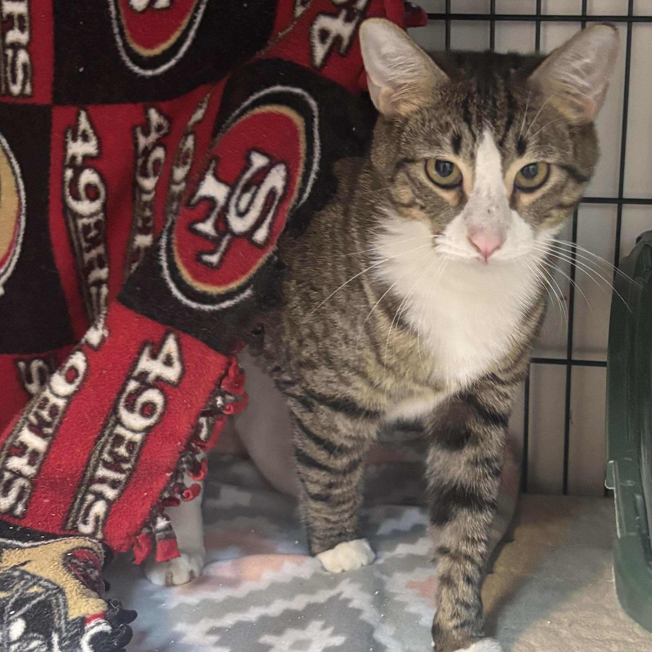 Bert, a Adoptable Tabby in Perry, GA image 2/6