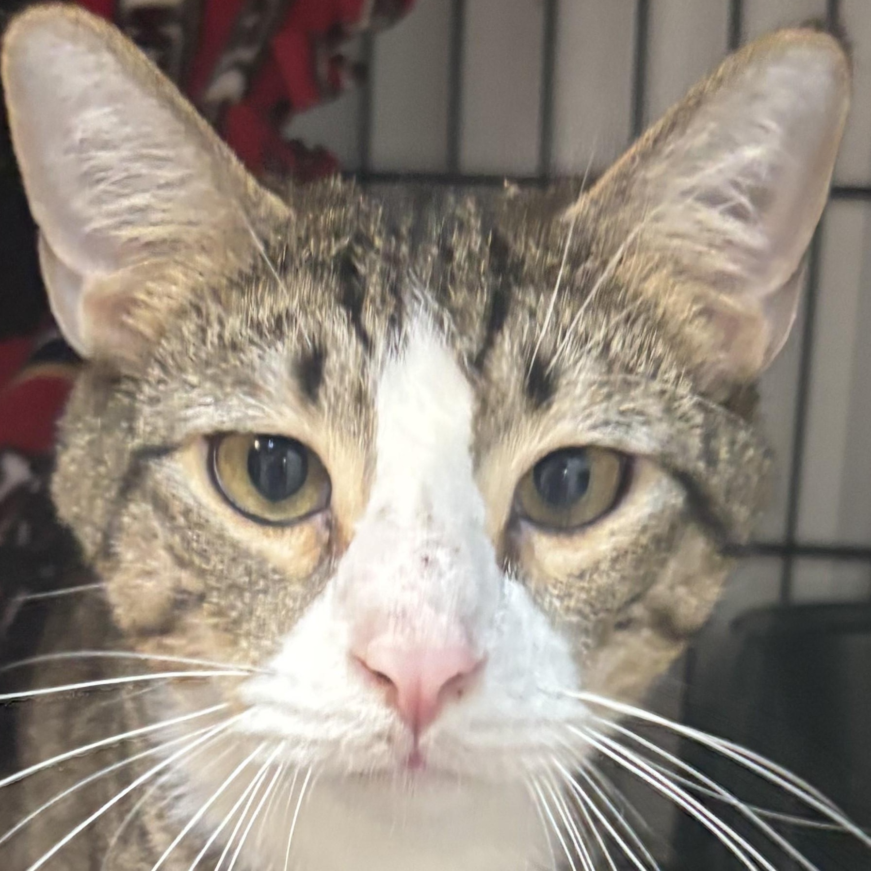 Bert, a Adoptable Tabby in Perry, GA image 3/6