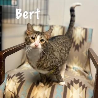 Bert, Adoptable, Kitten Male Tabby.