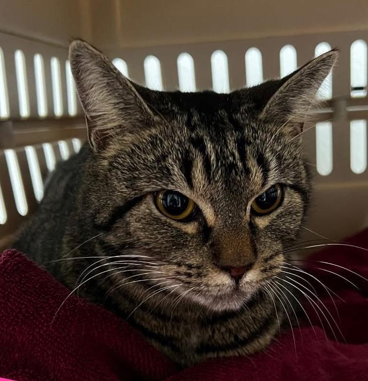 Dolly, Adoptable, Young Female Domestic Medium Hair.